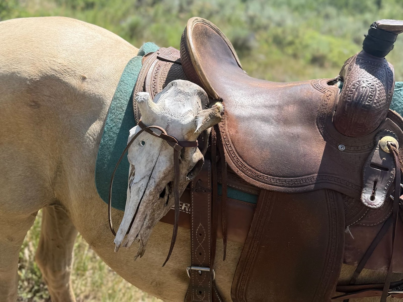 Close up of a palomino horse with a western saddle, carrying a skull 