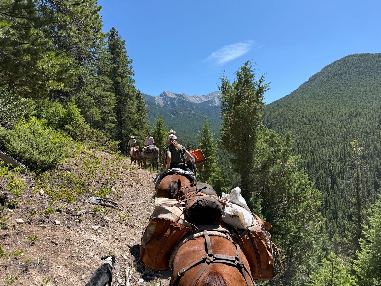 Group of horses with riders walking along a trail in the mountains surrounded by green forest