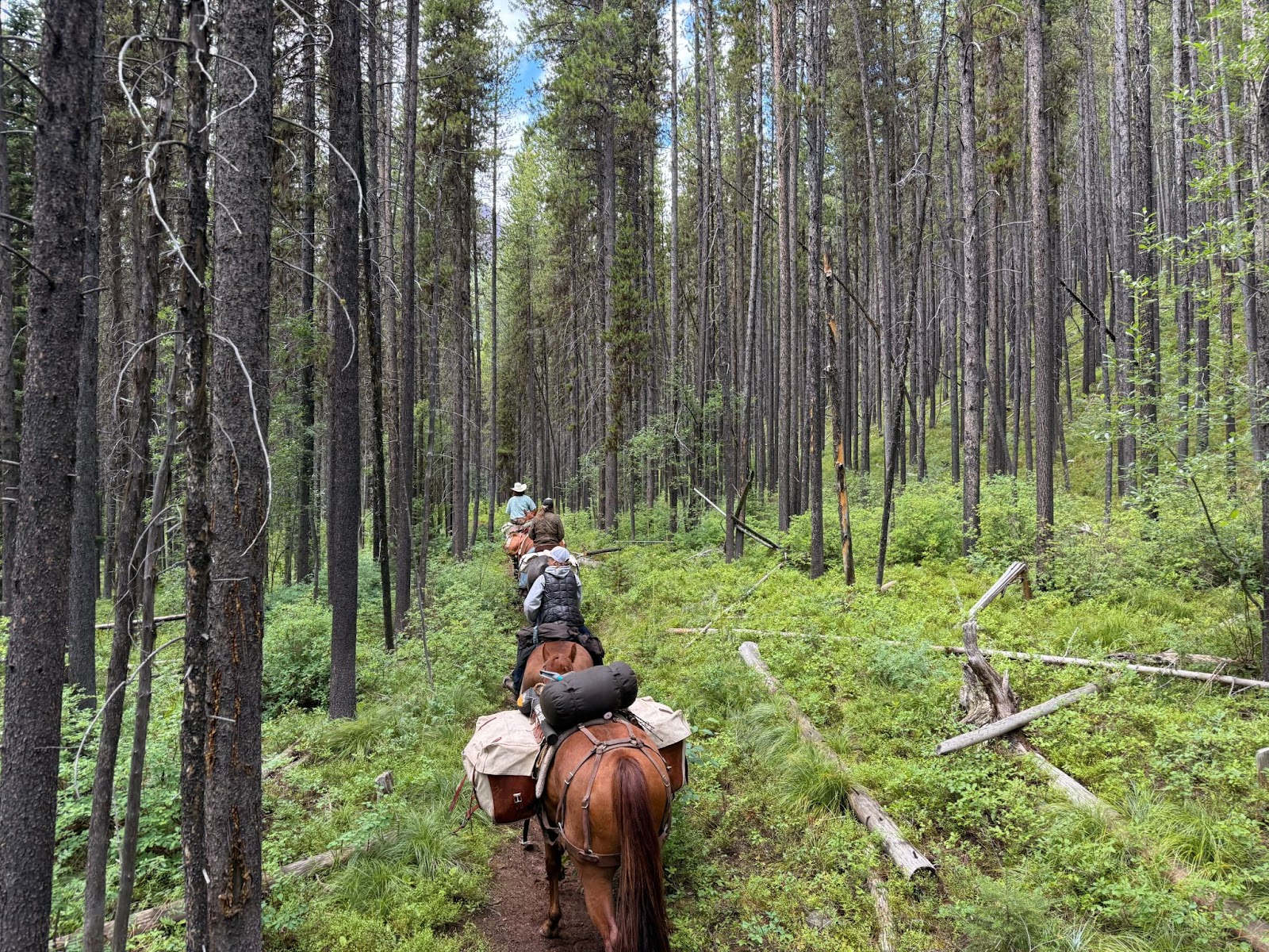 Group of trailriders with their horses walking in a line through a dense forest