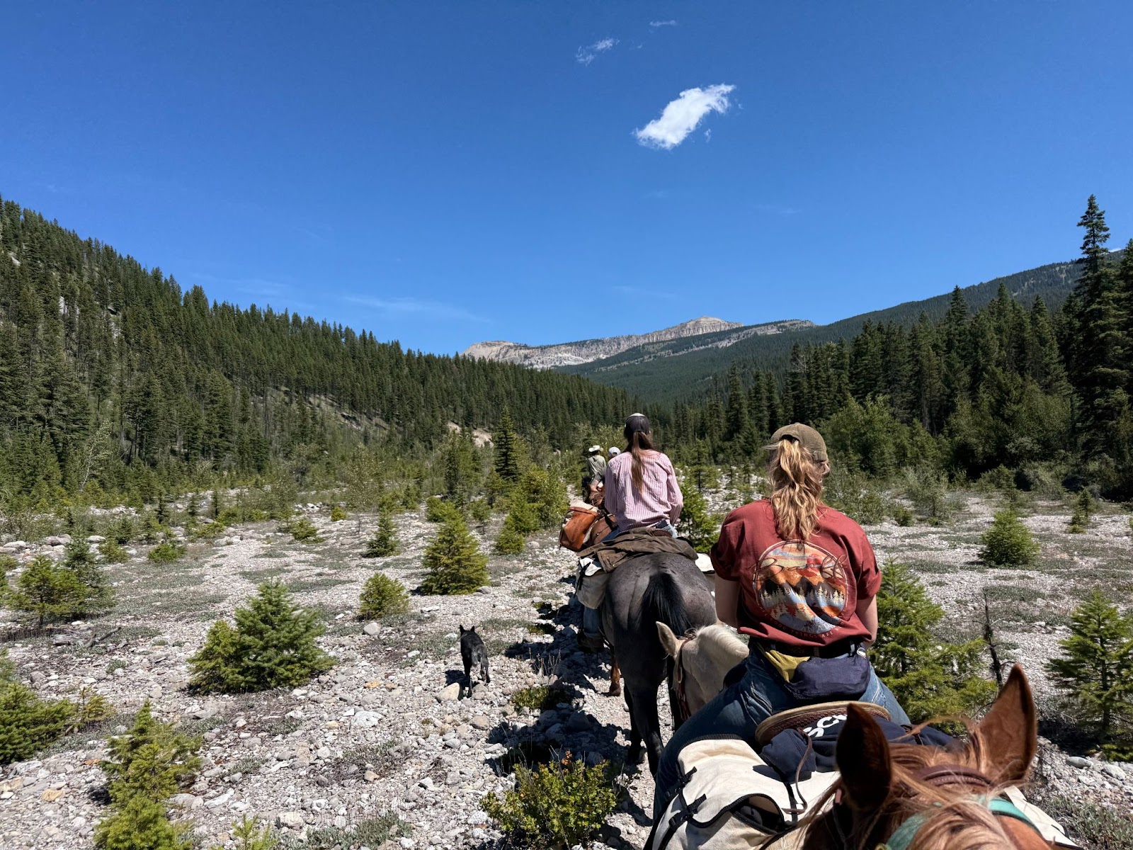 Group of cowboys on a packing trail through the Bob Marshall Wilderness