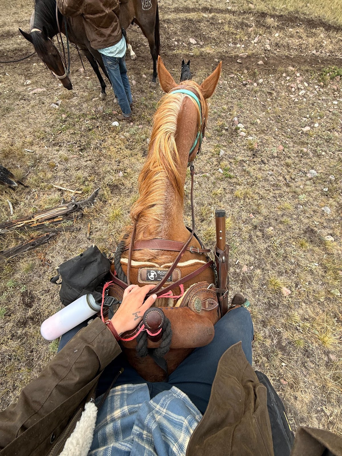 Rider's point of view of chestnut horse, with a riffle on the side of the saddle