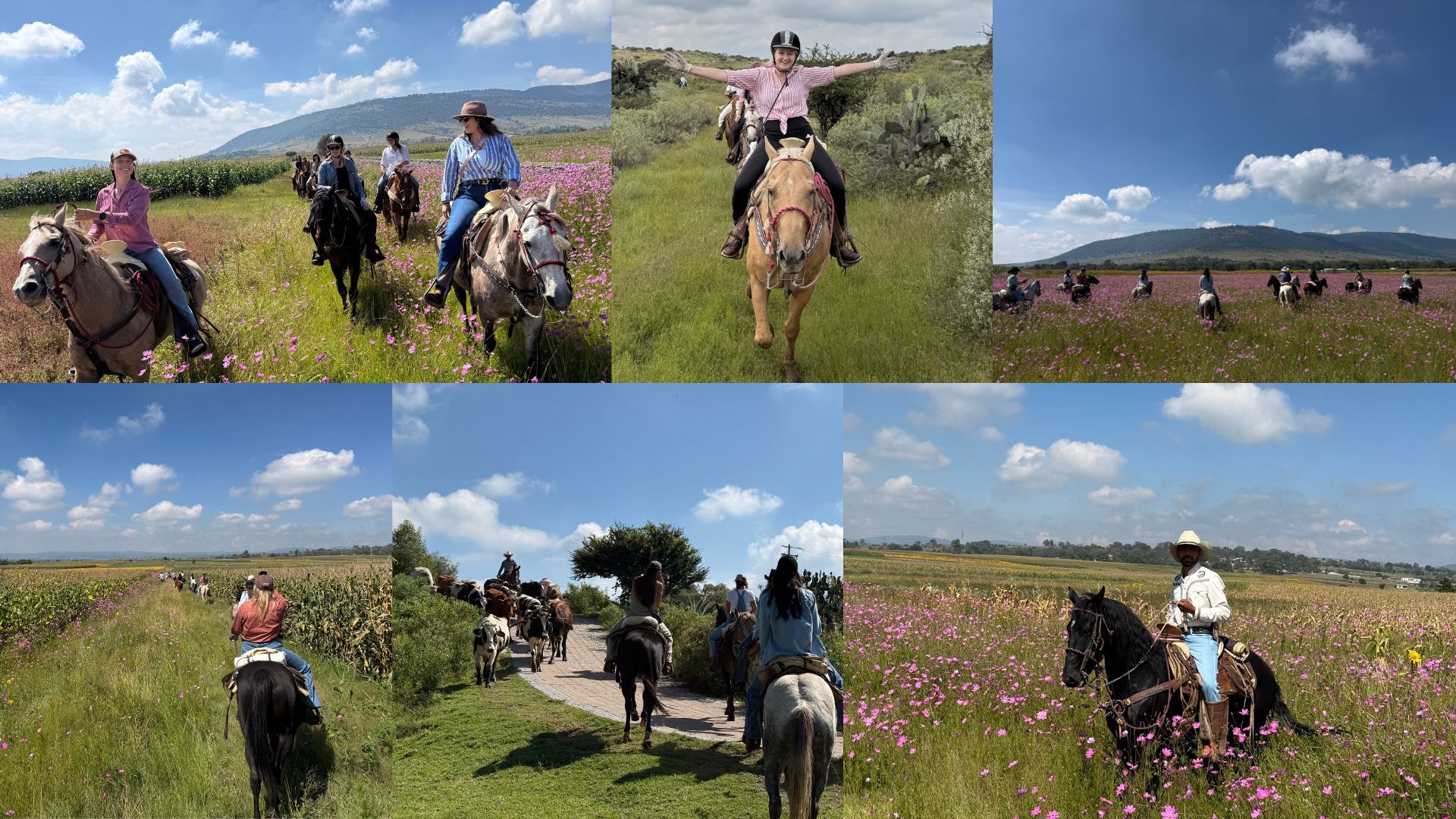Collage of horseback riding trip in Mexico with lots of pink wildflowers