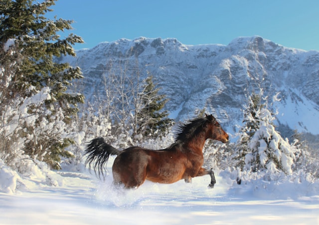 Horse running through snow in mountain setting