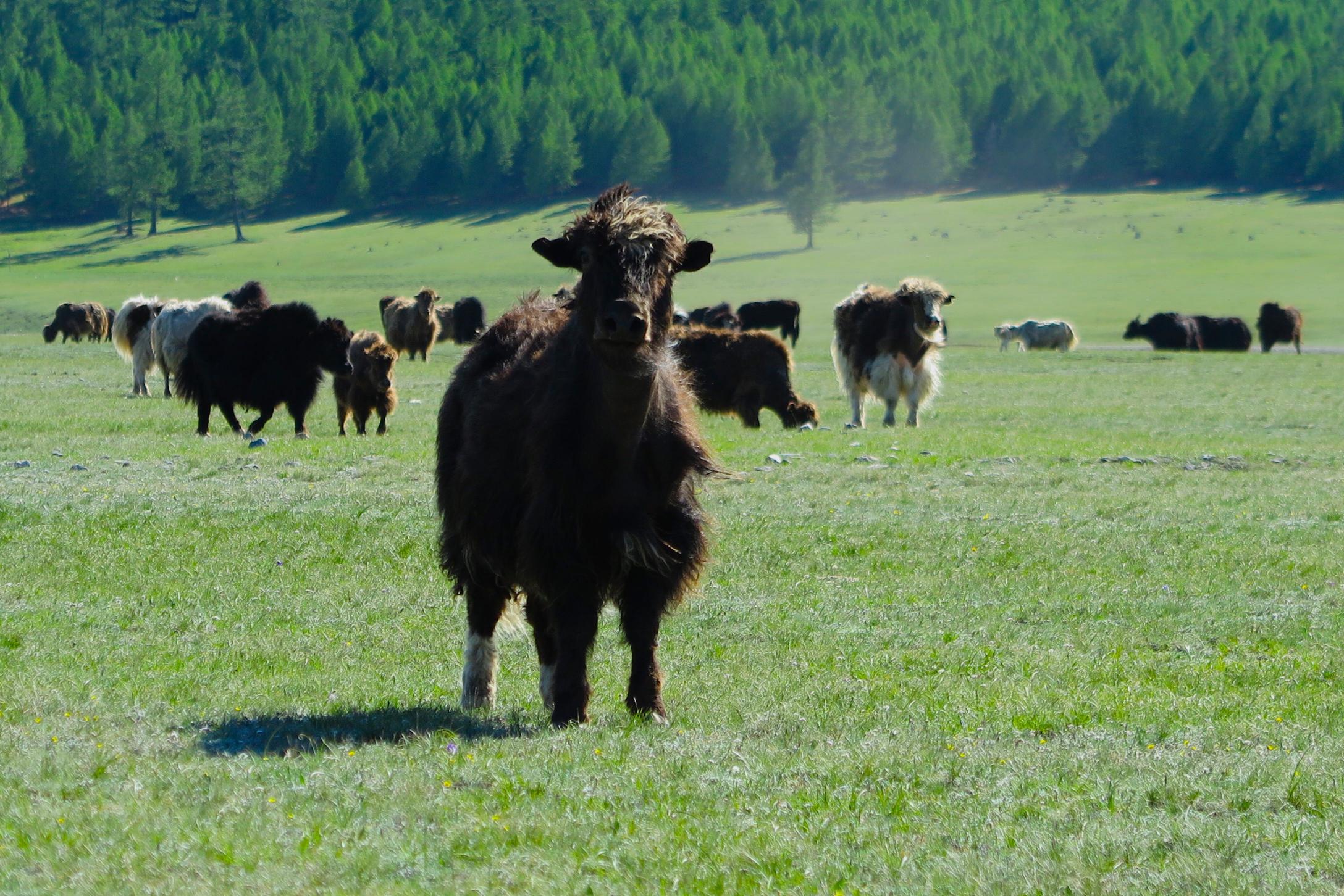 Herd of yaks grazing and walking around green hills with a forest in the background on a sunny day