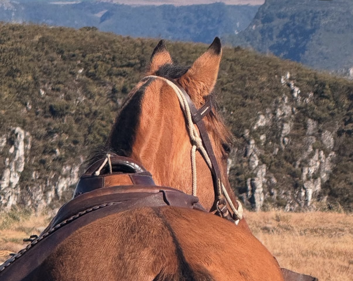 Brown horse looking at the view from on top a mountain
