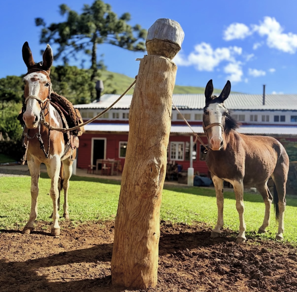 Mules waiting in front of house tied to a pole on a sunny day