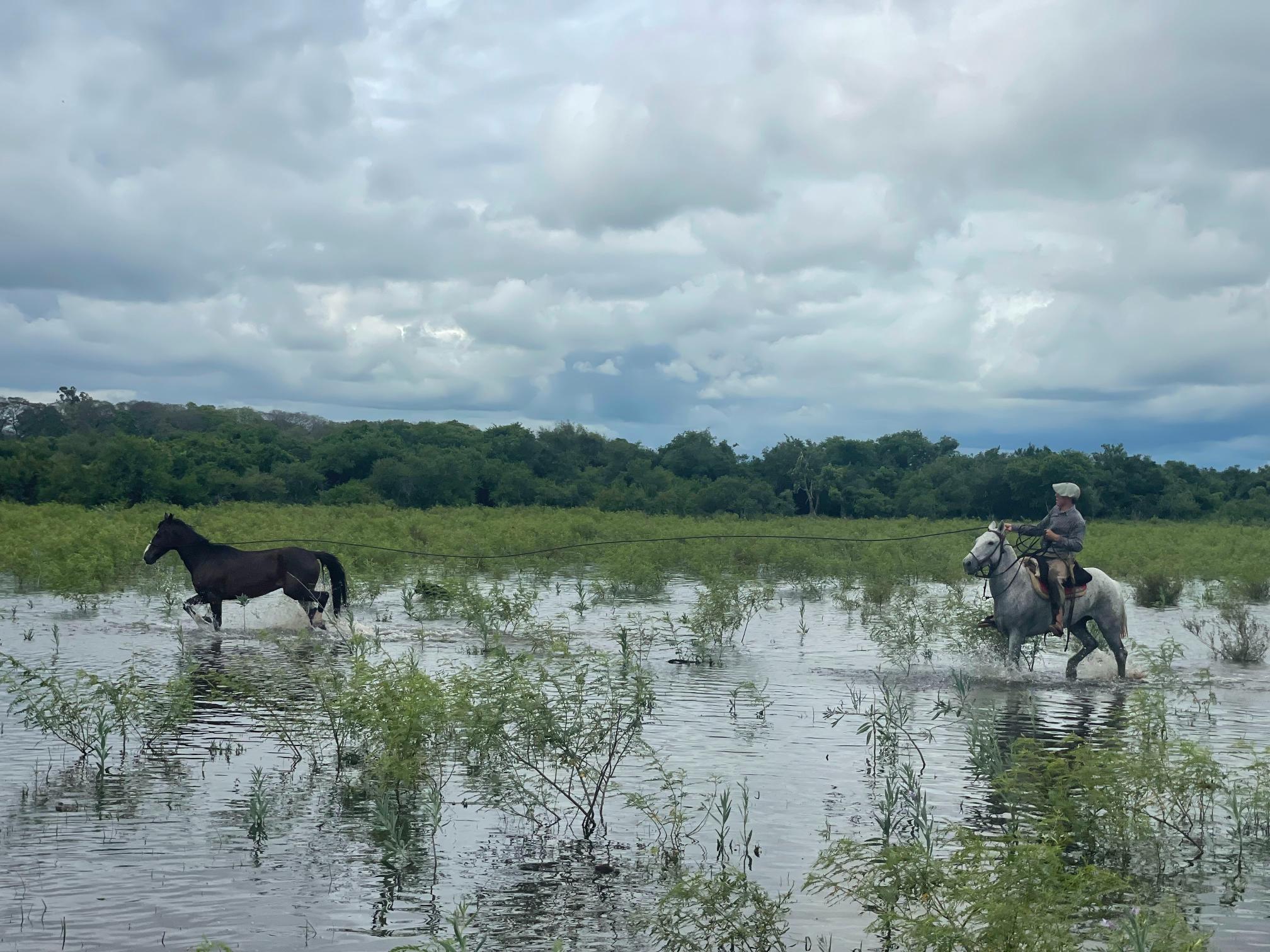 A gaucho lassoing a wild horse on a cloudy day