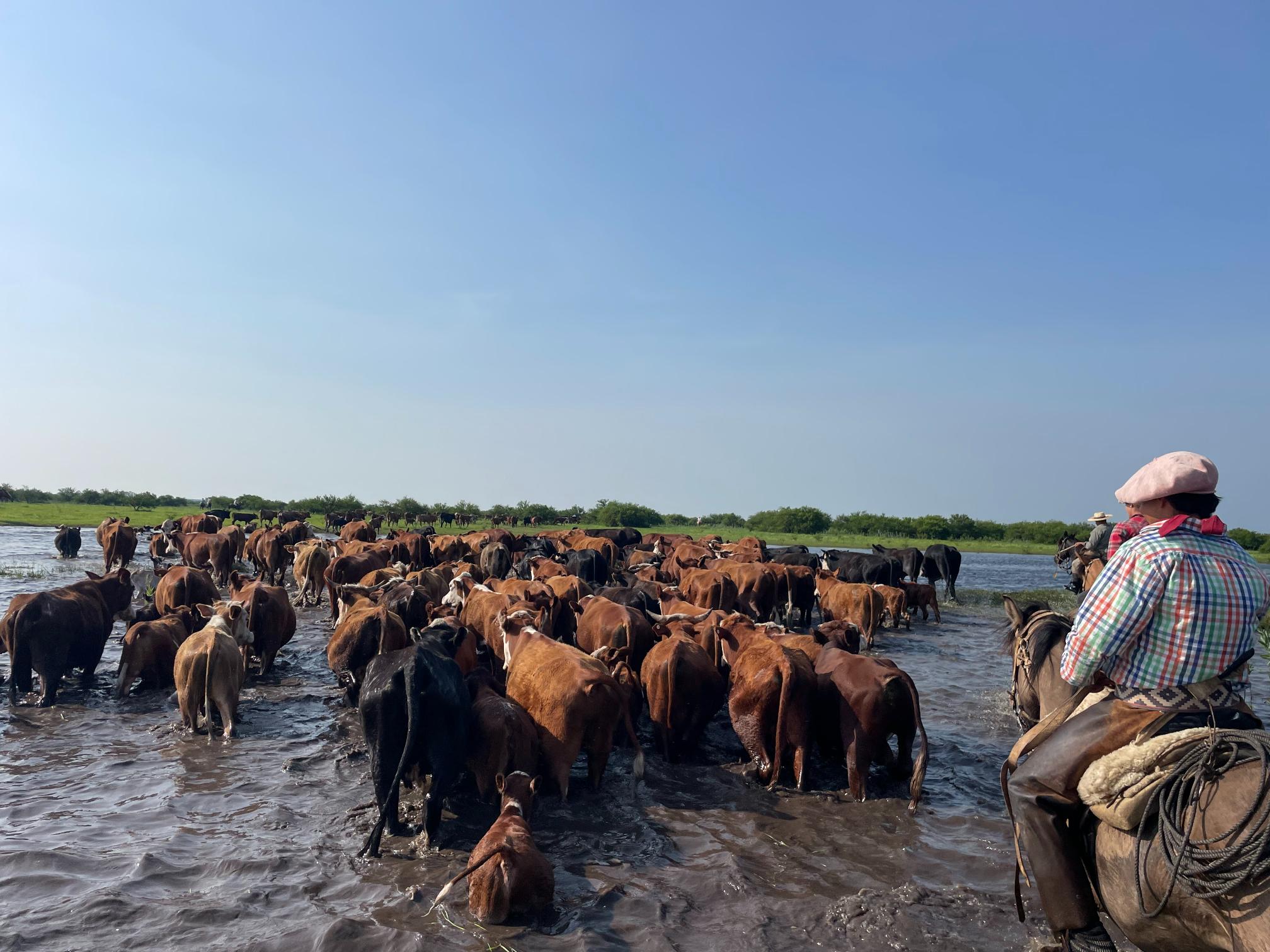 Gaucho on horse driving cattle through river on a sunny day with clear blue skies