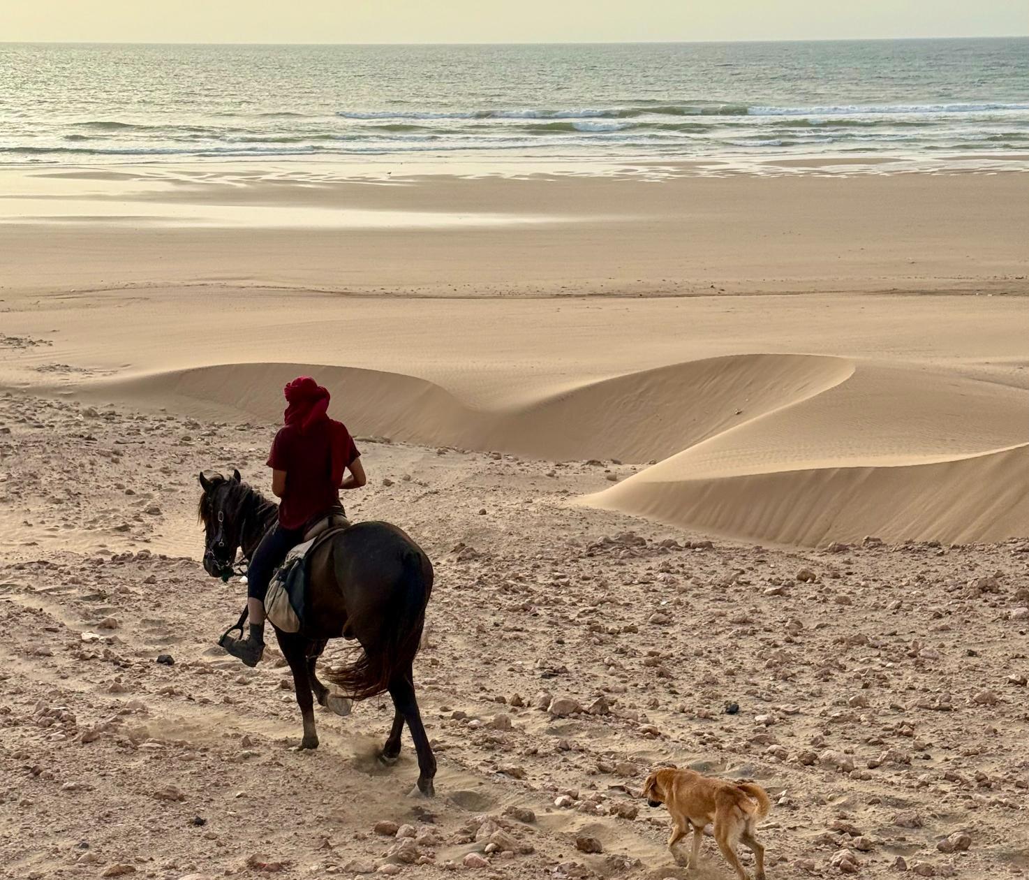 Rider on black horse walking through the dunes before getting onto the beach while a dog follows along for the ride at sunset
