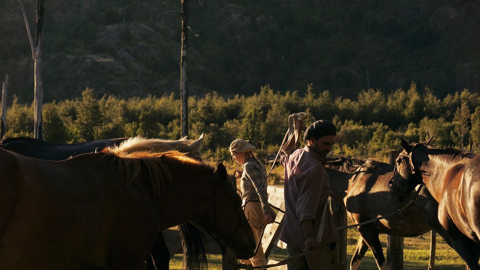 Gauchos walking around with a big herd of criollo horses near the forest on a sunny day