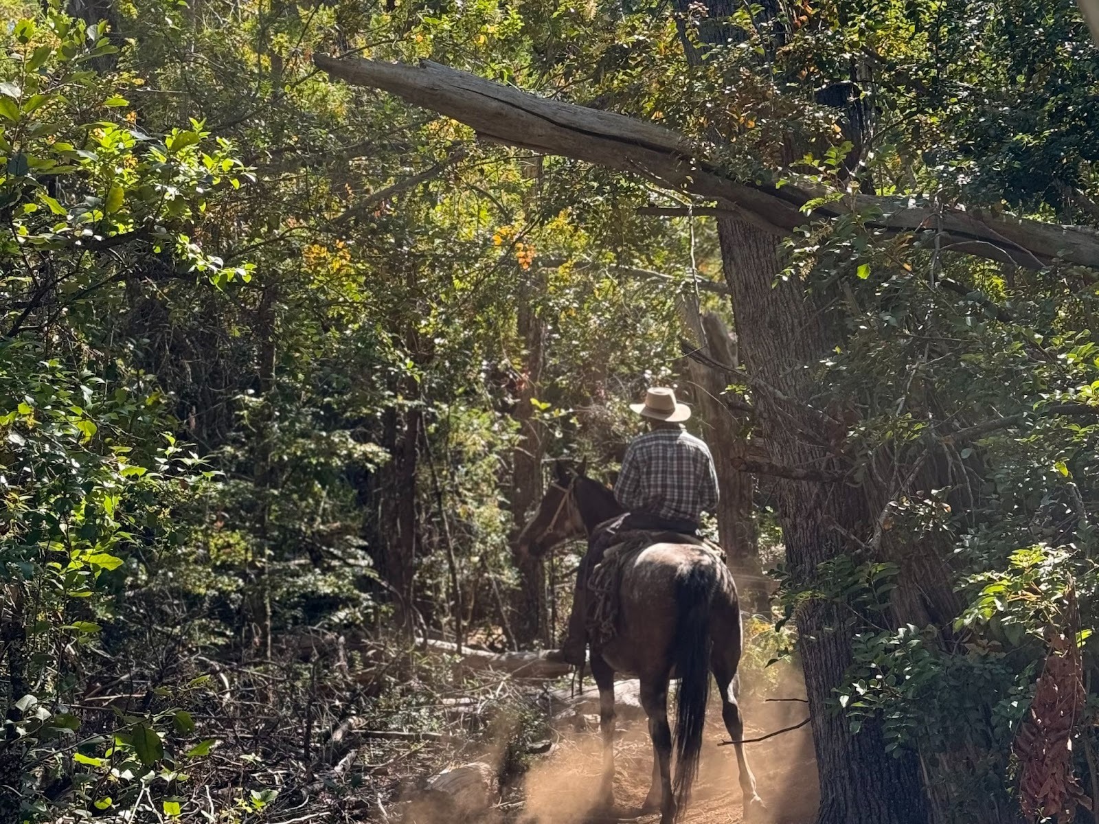 Gaucho on horseback in green forest