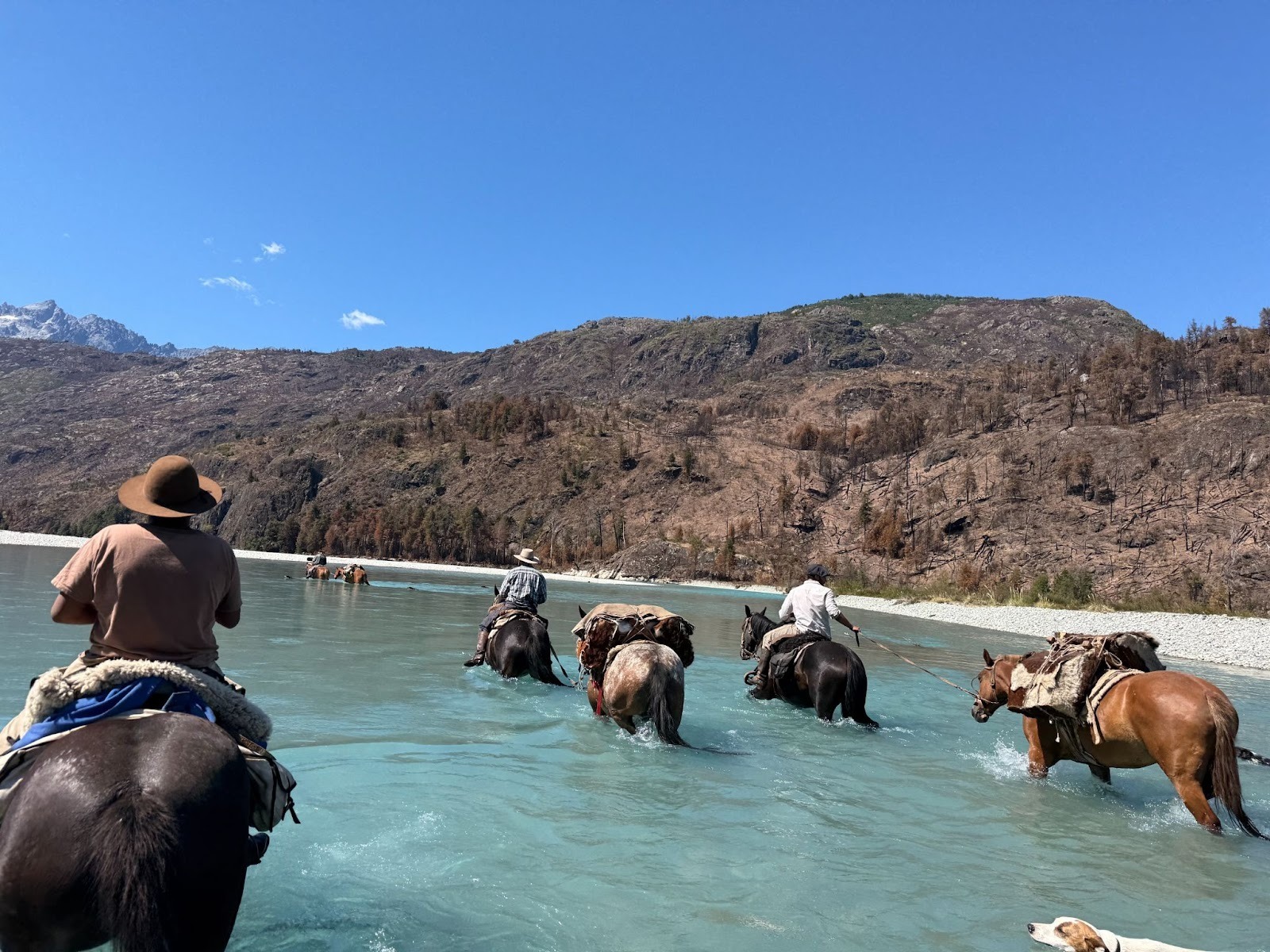 Horses and dogs crossing a river in the mountains on a sunny day