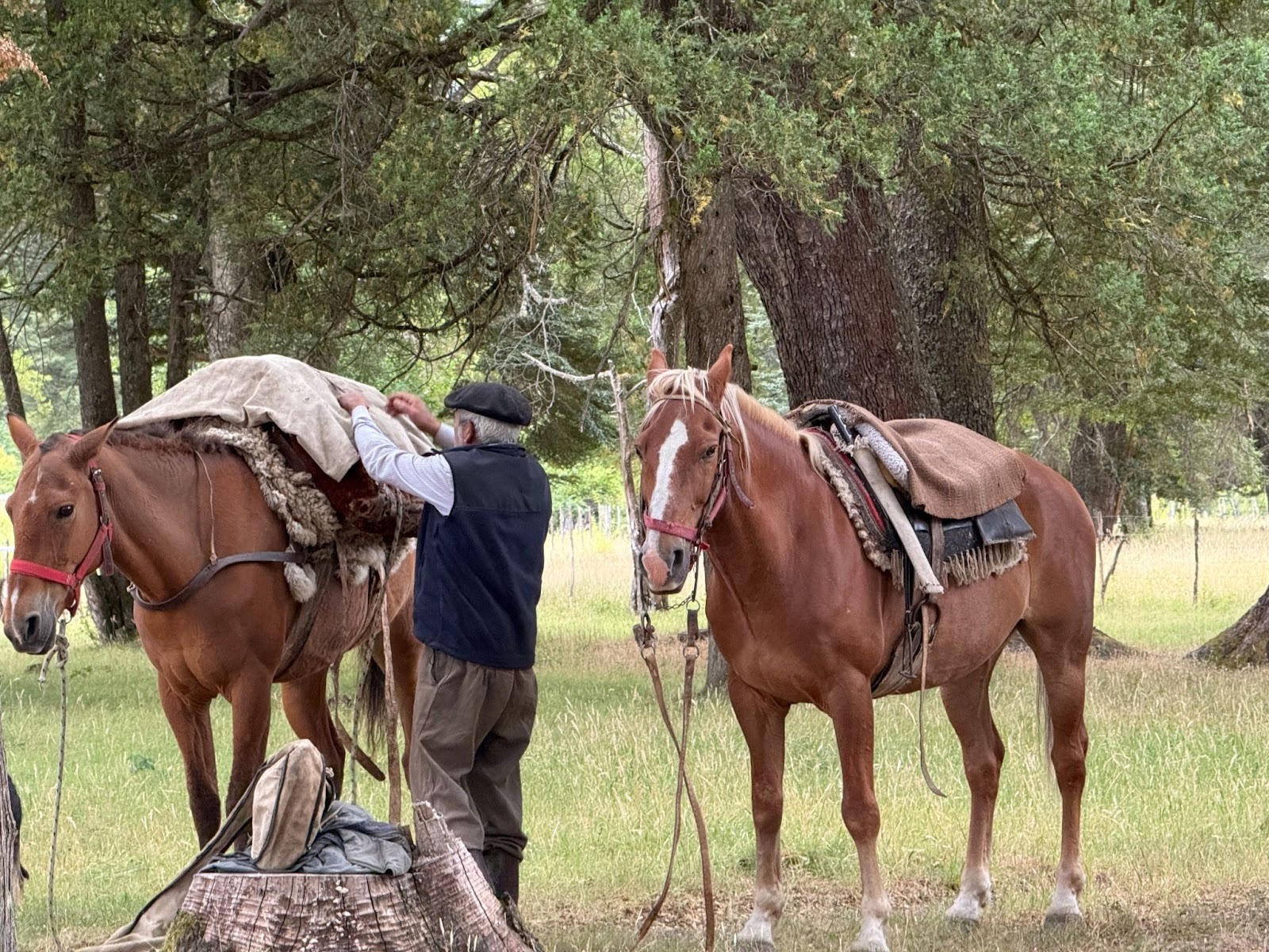 Gaucho tacking up his tack horse while his riding horse waits beside him in the forest