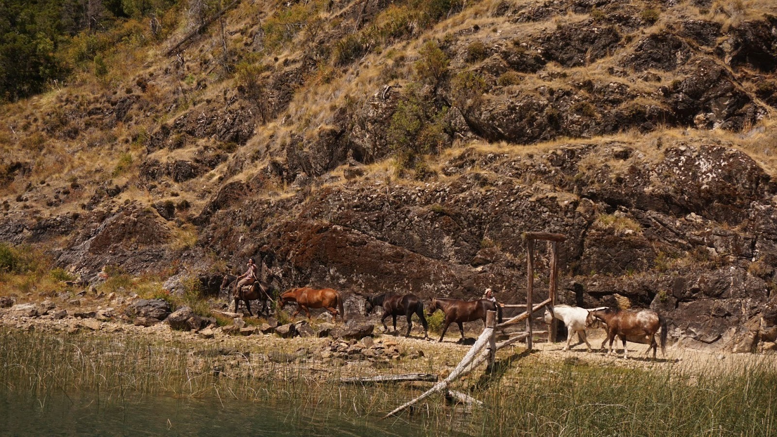Gaucho riding his horse while leading a herd of horses back to their paddock in the mountains