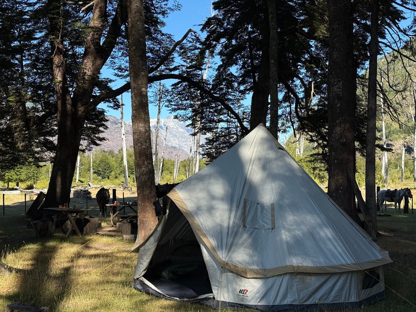 Tented camp in the mountains in the shade of the trees with horses in the background