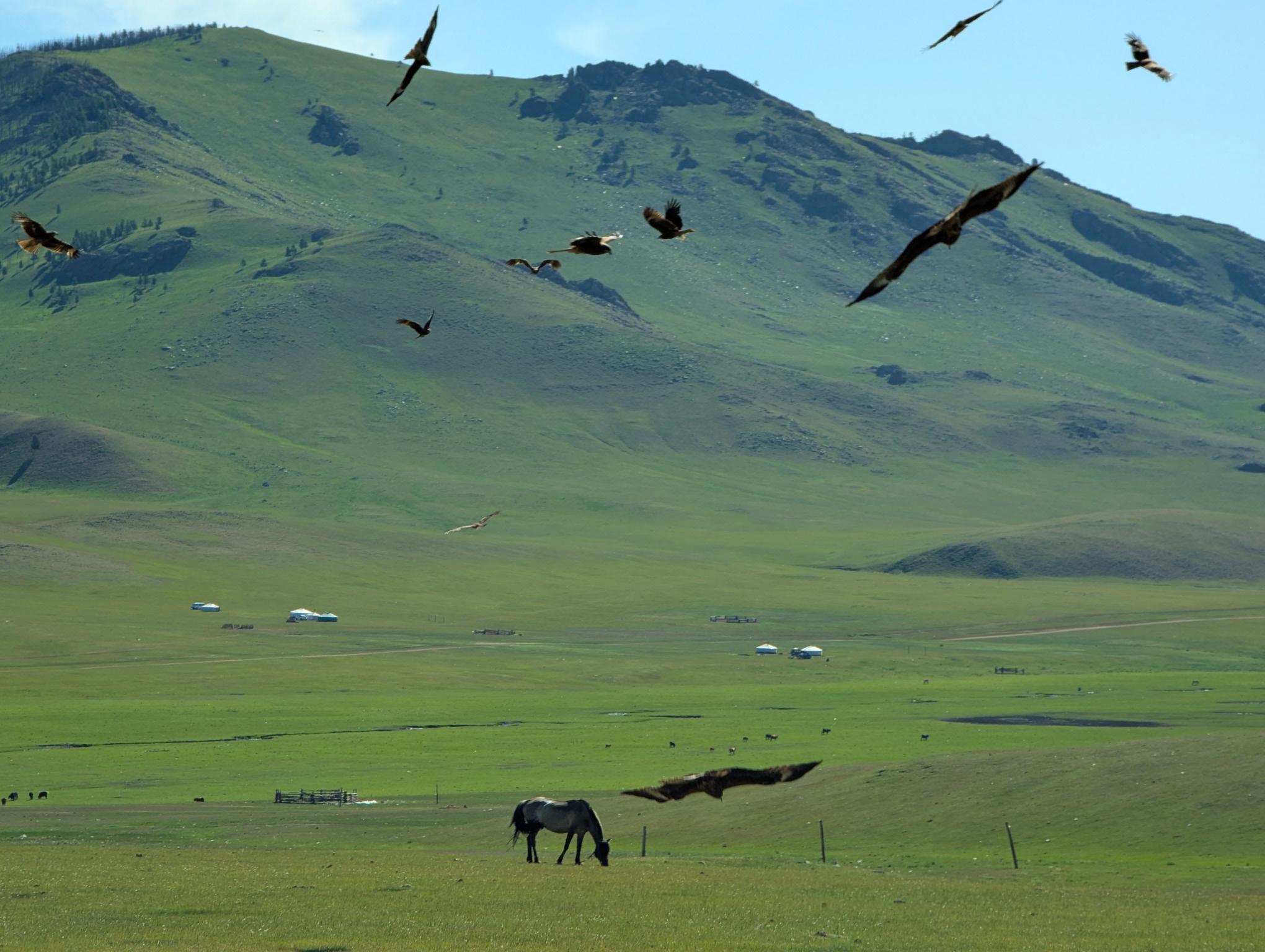 Horse grazing in green grass fields on a sunny day while falcons circle above it, green mountains in the background
