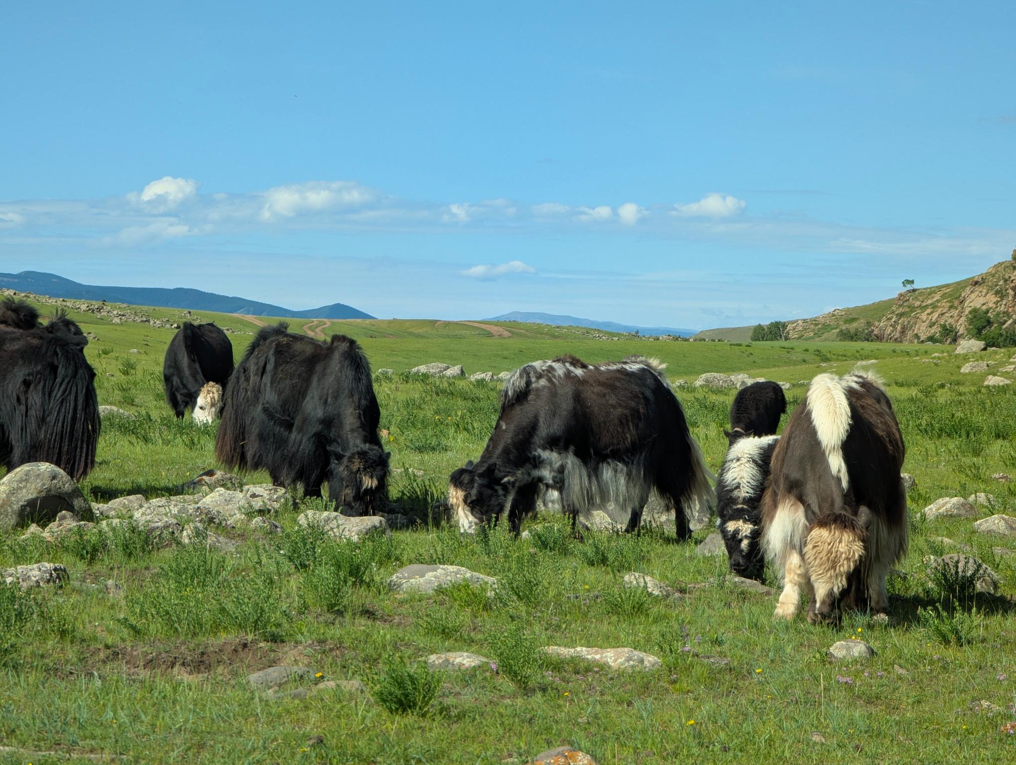 Yaks grazing in green fields on a sunny day