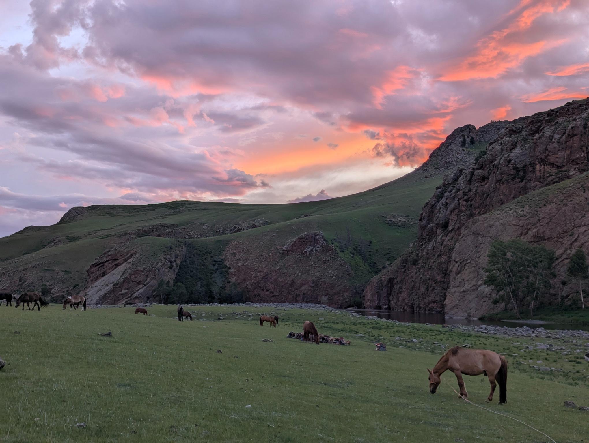 Herd of horses grazing at sunset along a river with mountains behind them