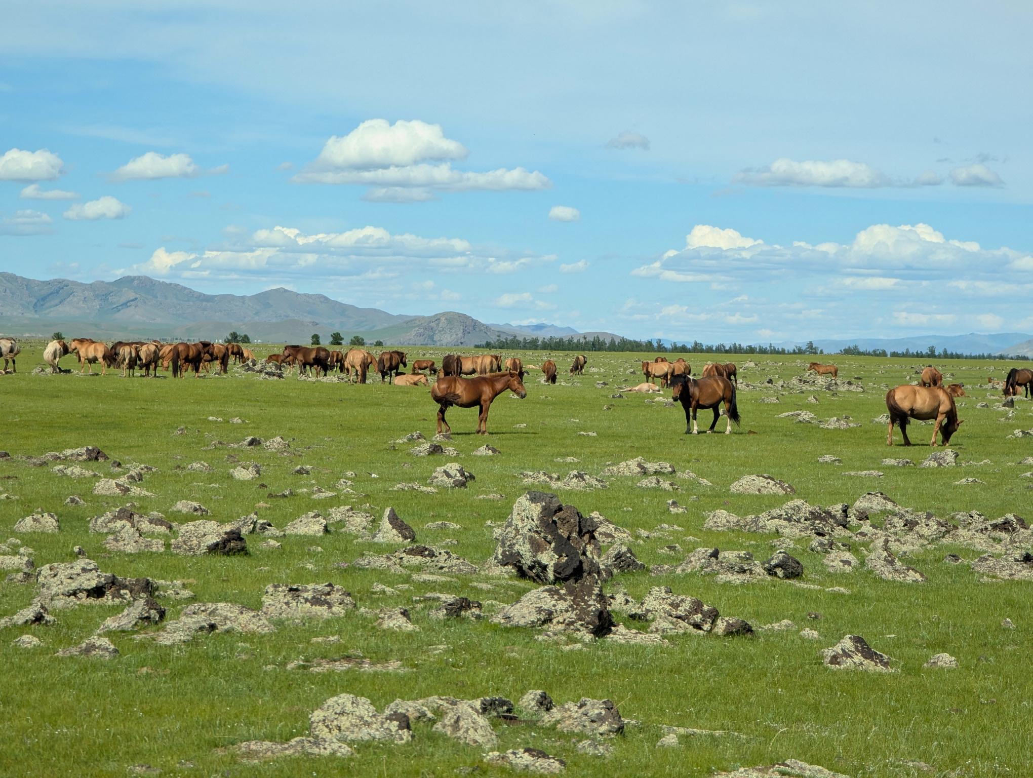 Herd of Mongolian horses grazing and relaxing in a large open grass field on a sunny day