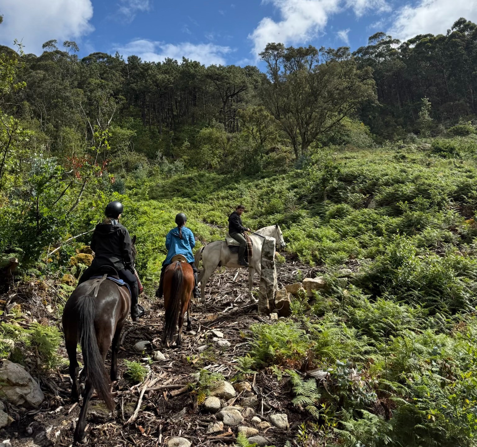Group of riders on horses walking up a mountain side surrounded by greenery on a sunny day