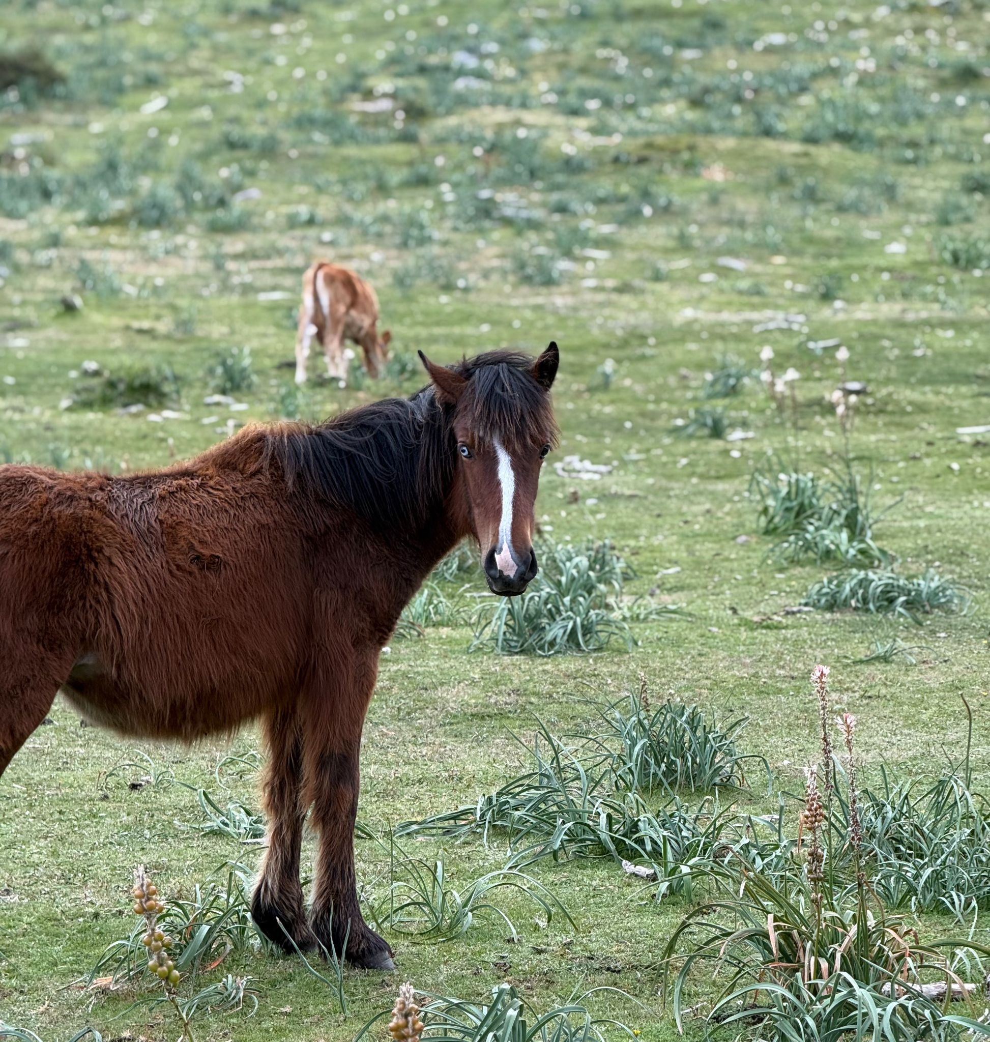 Wild horse in the mountains of Galicia