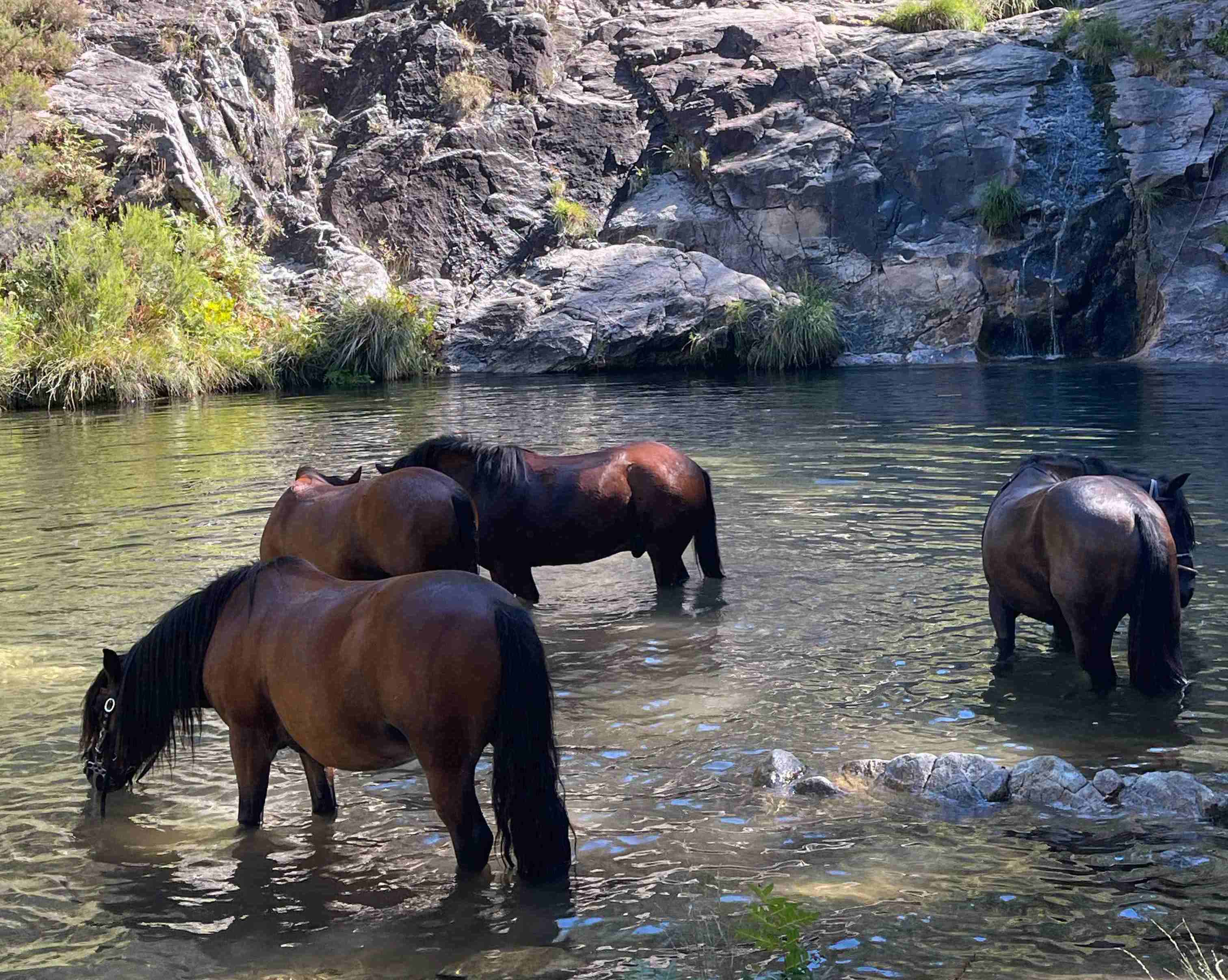 Group of horses swimming in a lake in the mountains