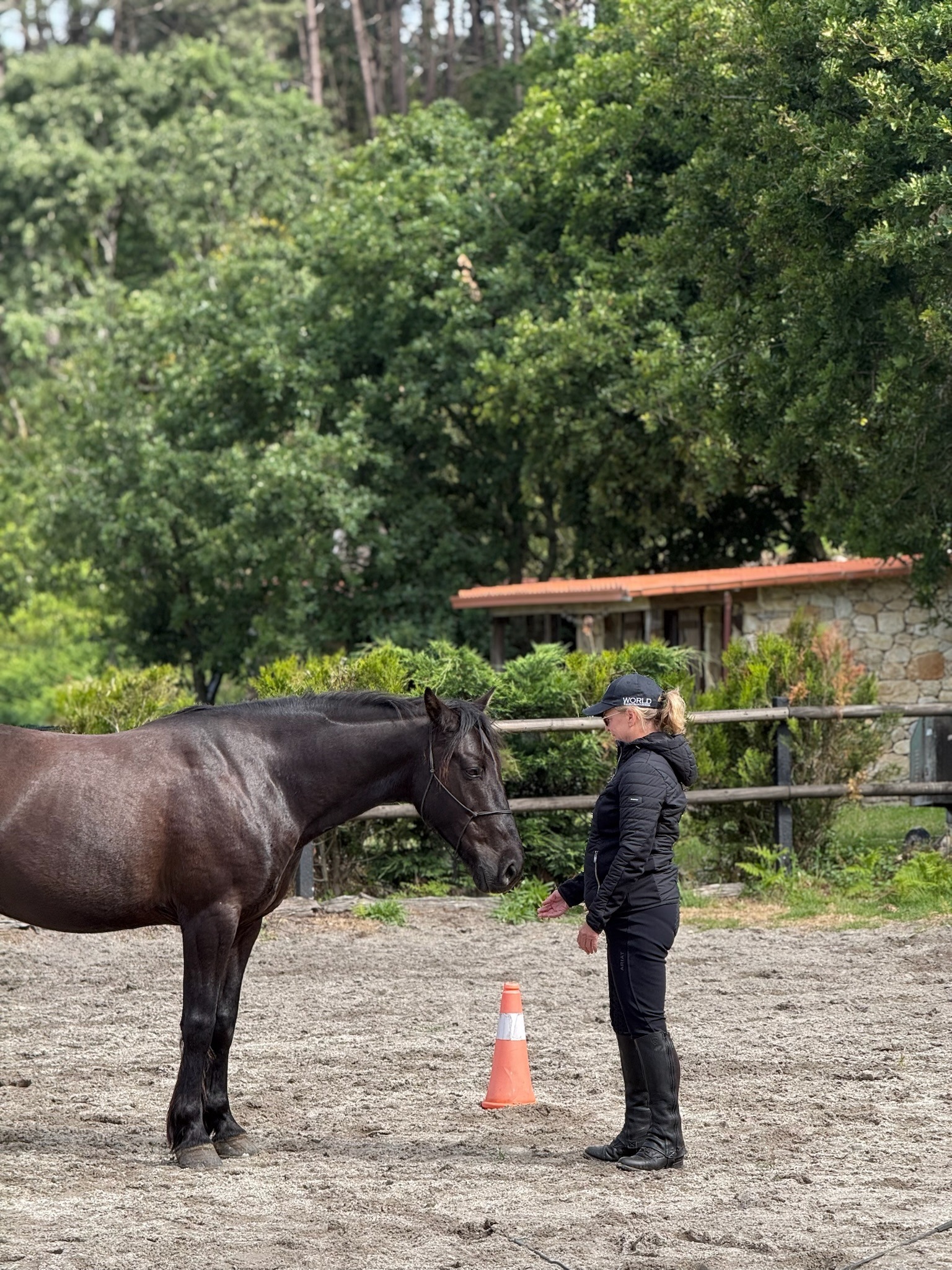 Black horses relaxing in a riding arena, standing in front of a woman