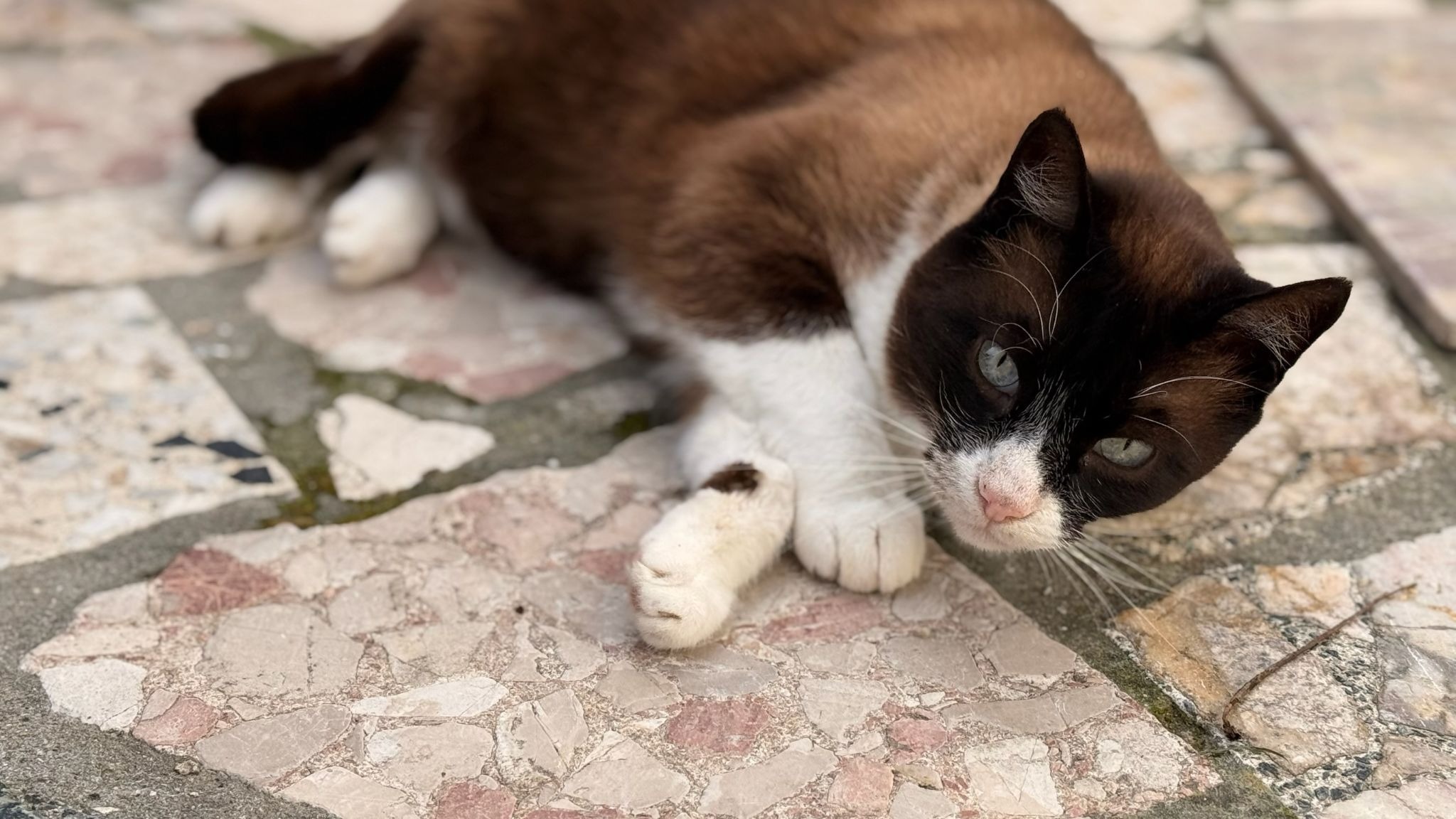 Black and white cat laying down on rocks in the sun