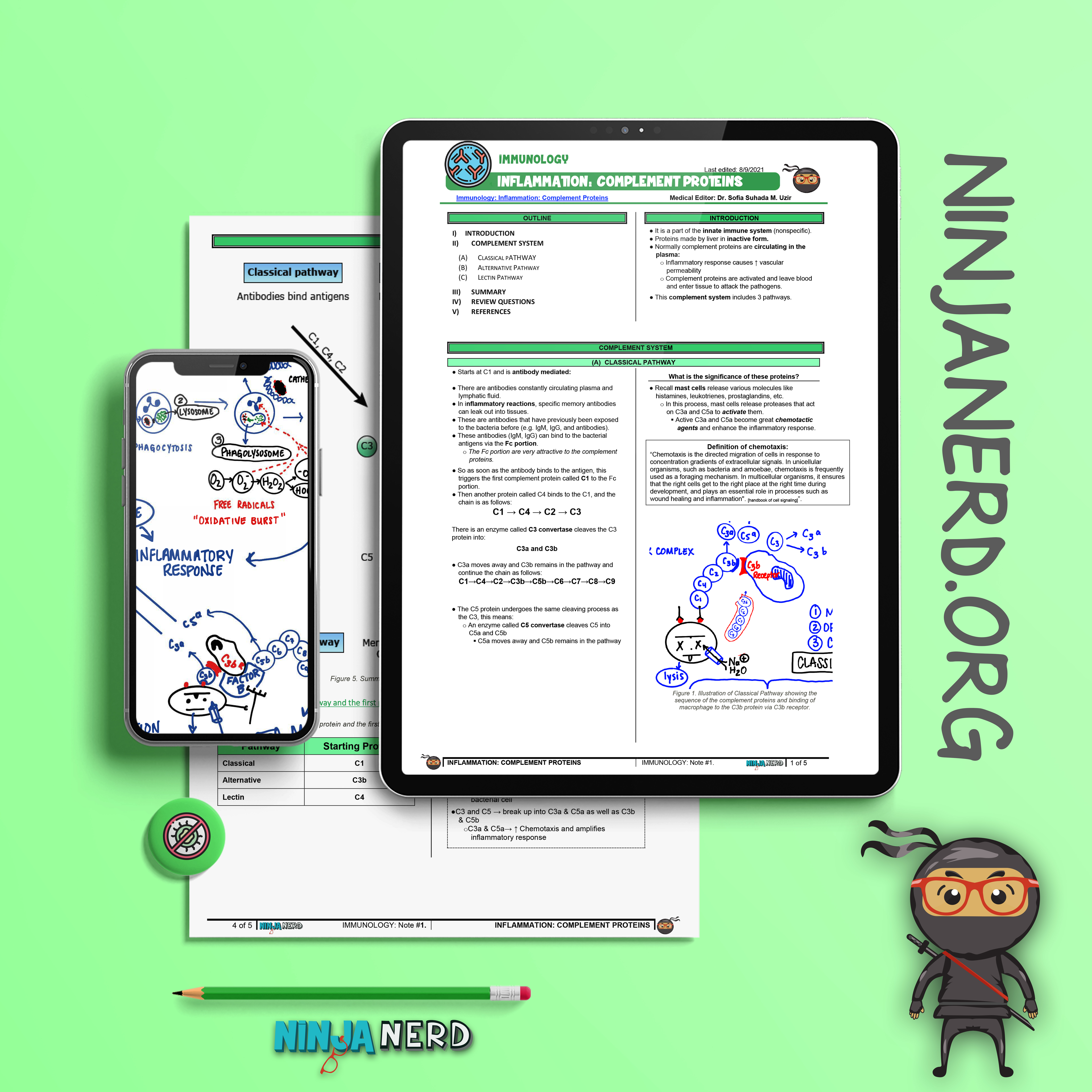 Inflammation: Complement Proteins: Part 3