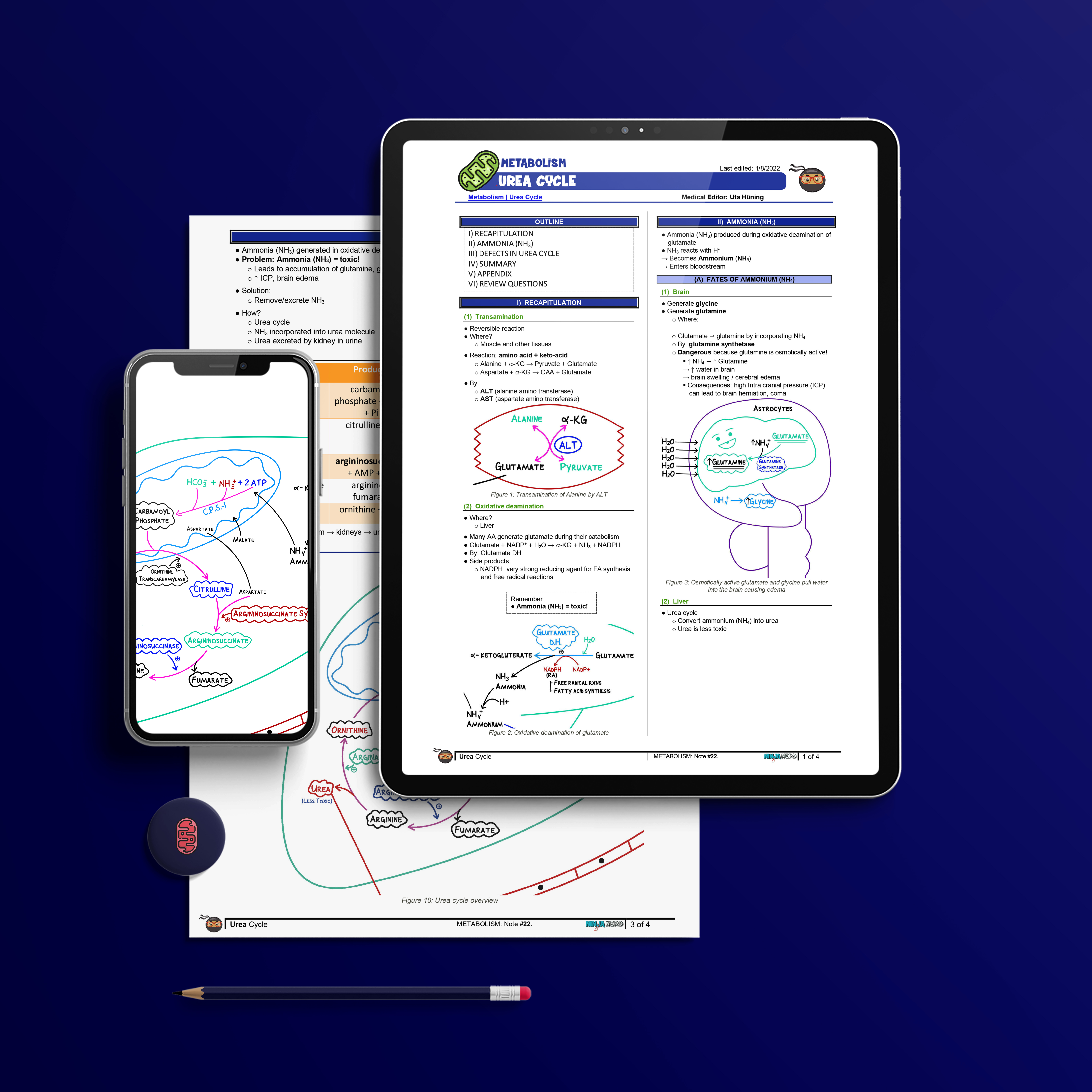 Urea Cycle