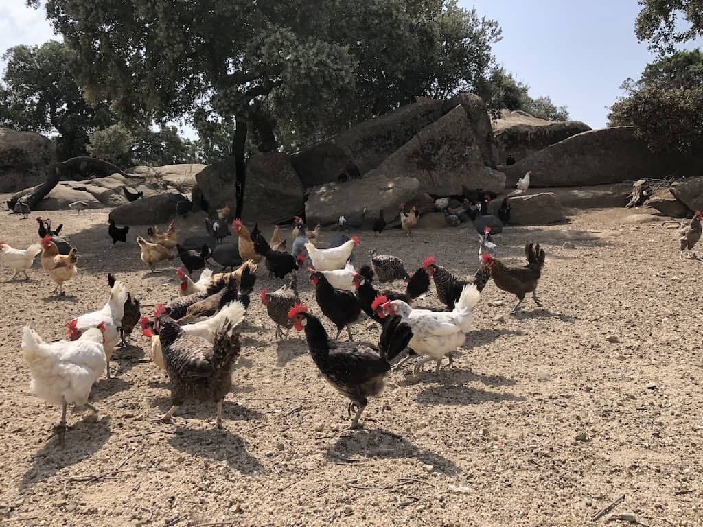 Gallinas libres en el campo