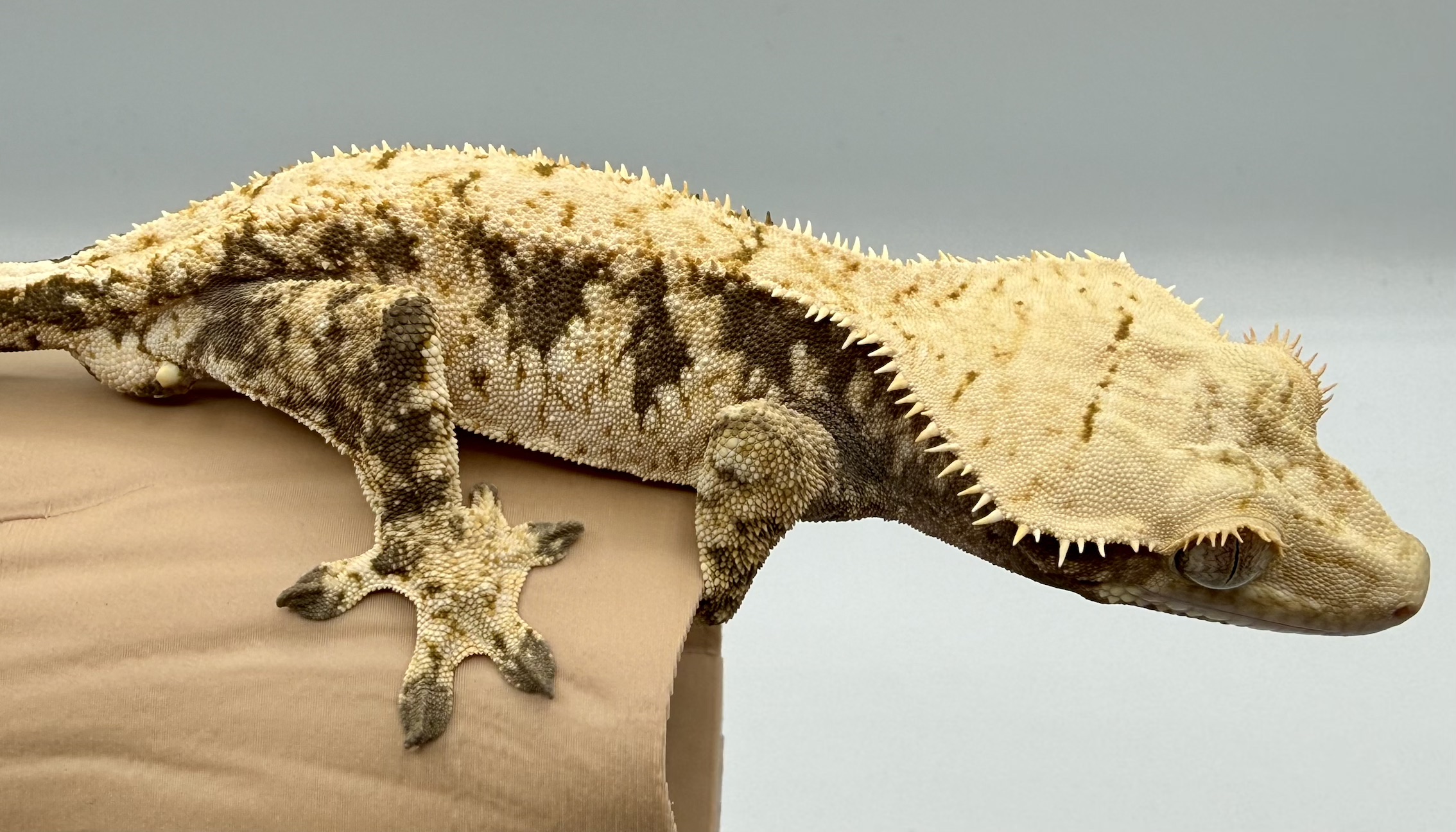 Crested gecko Hatchling