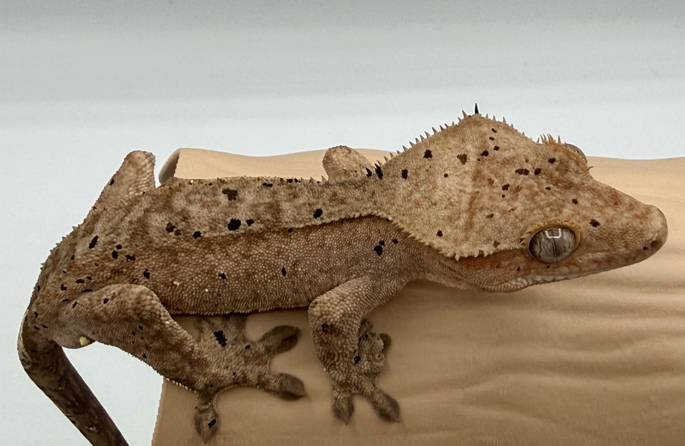 Crested gecko Hatchling