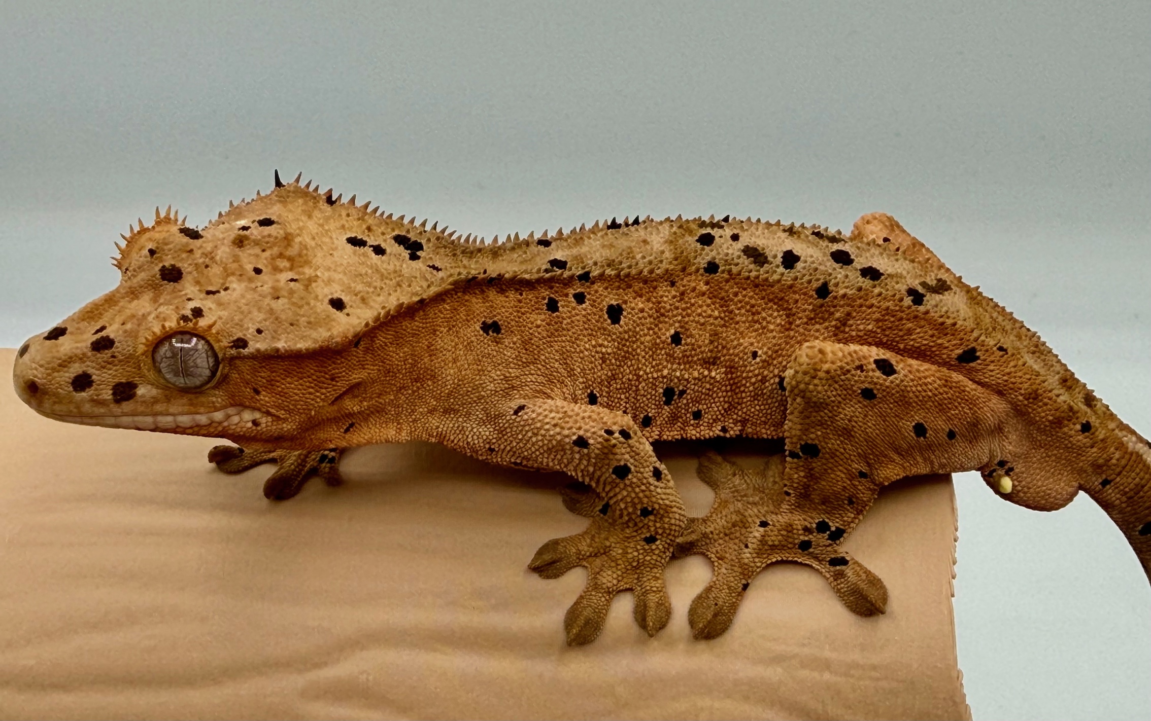 Crested gecko Hatchling