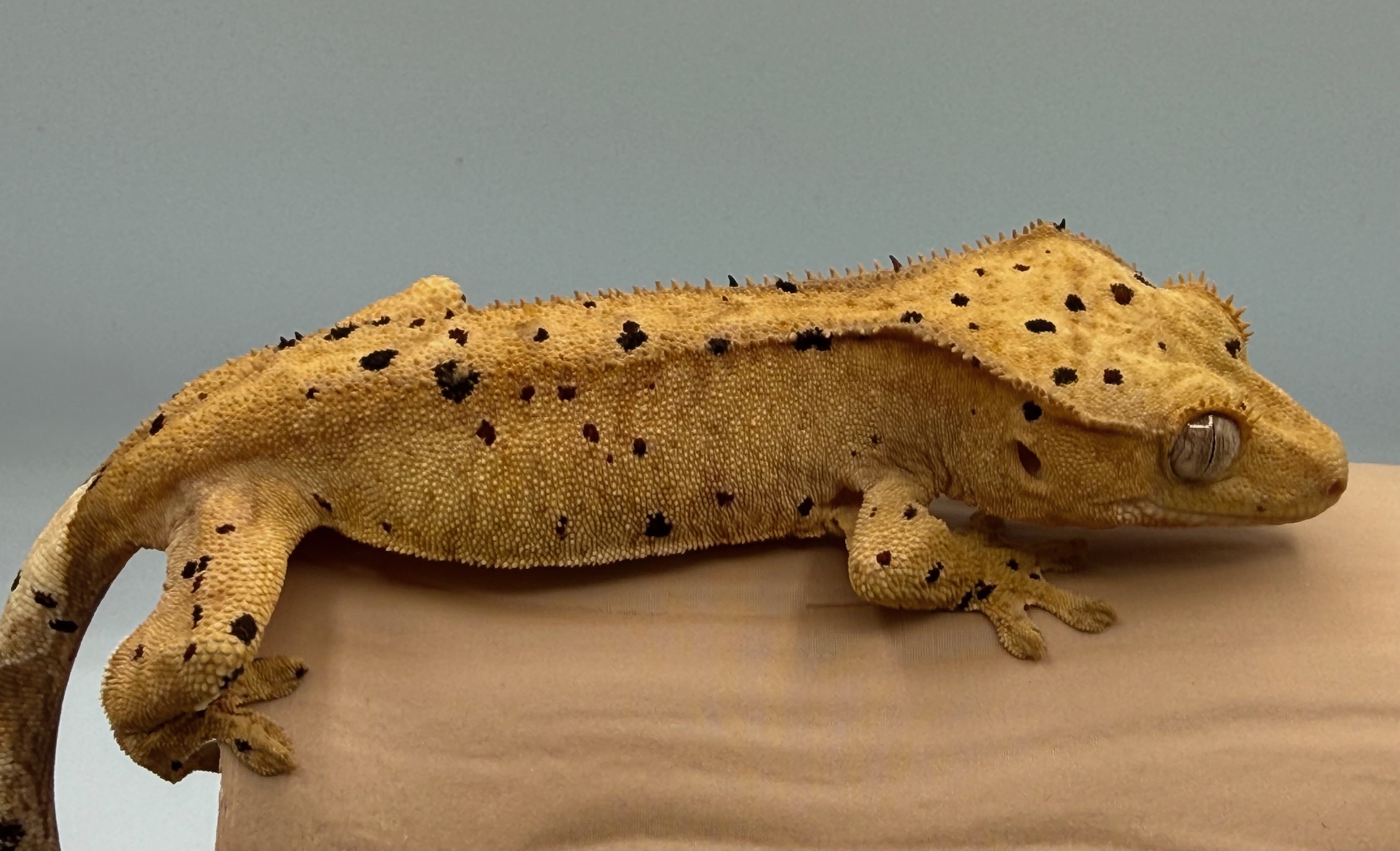 Crested gecko Hatchling