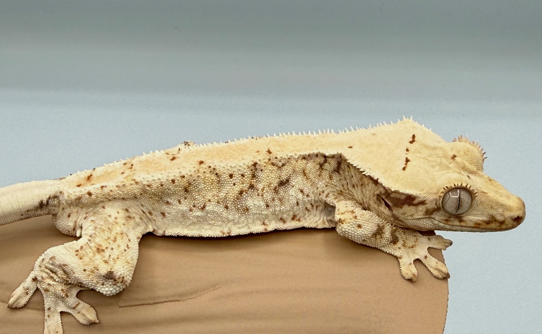 Crested gecko Hatchling
