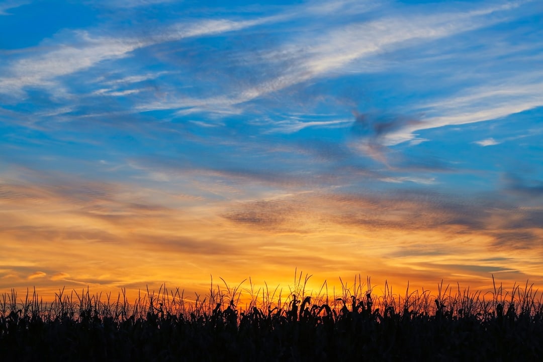 blue sky at dusk cornfield