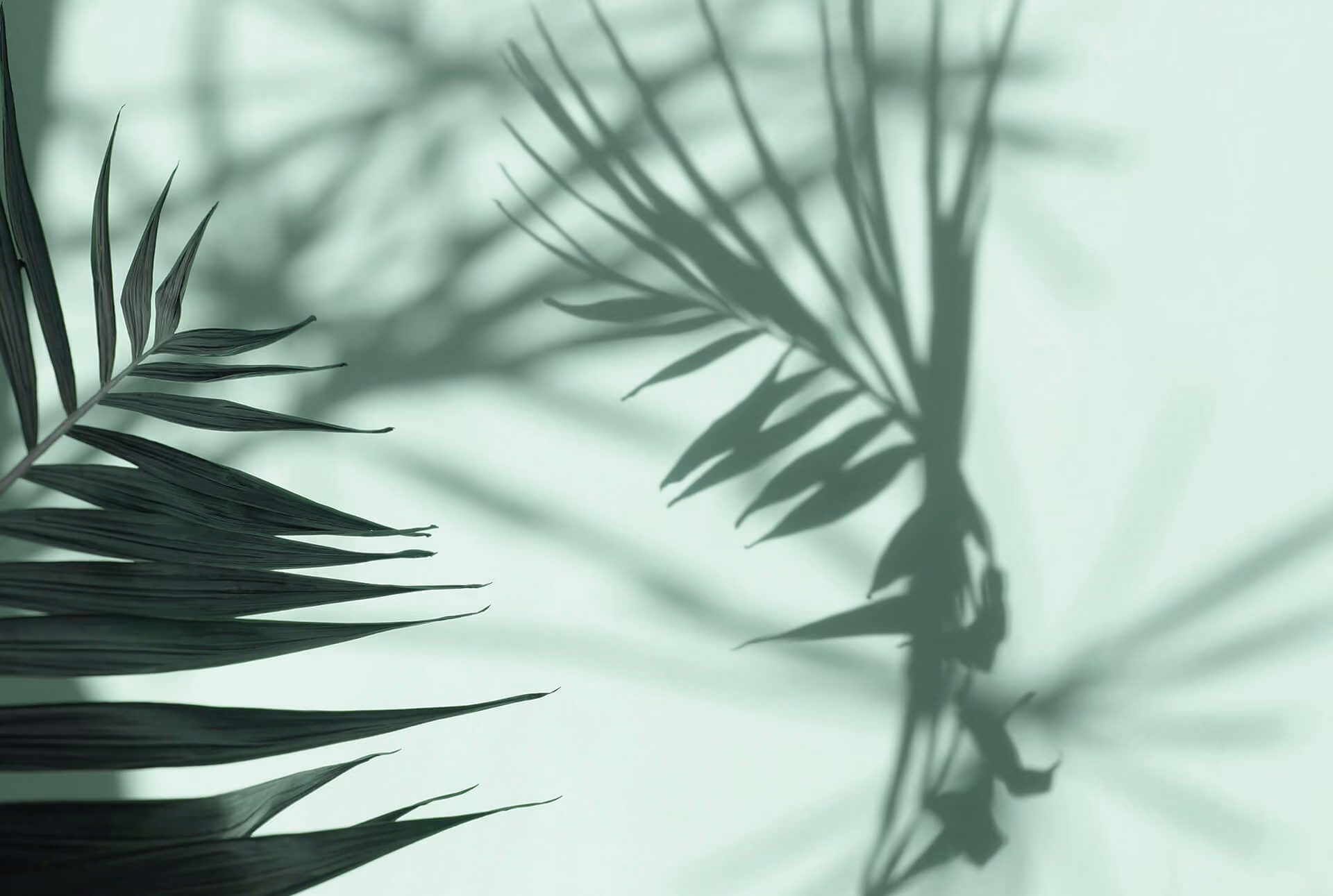 Palmenbatt mit Schatten auf grünem Hintergrund