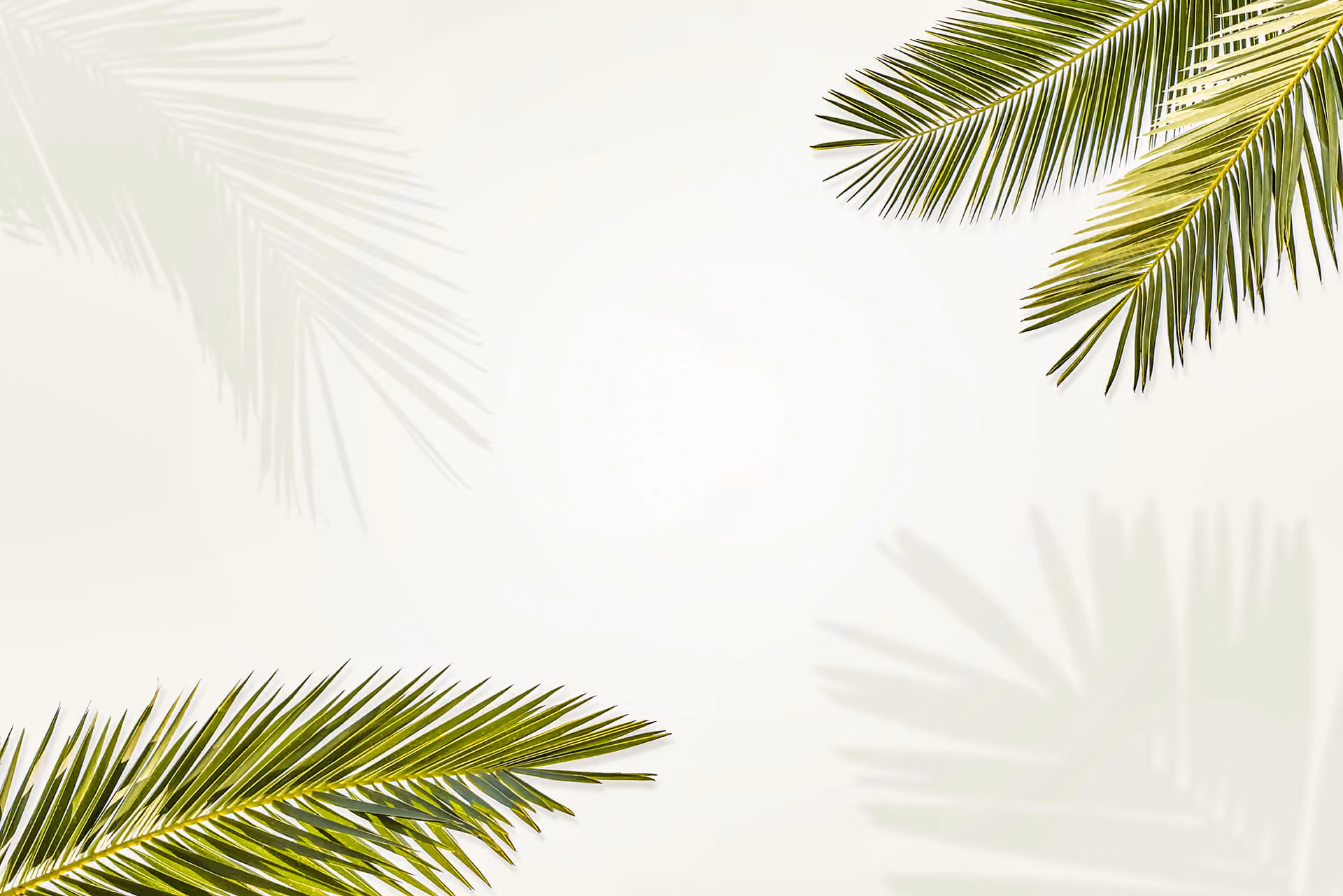 Palmenblätter mit Schatten