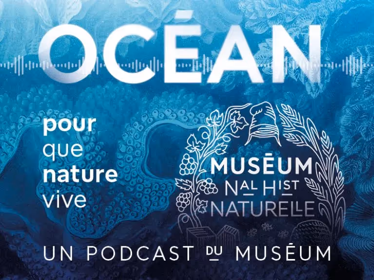 Un podcast pour explorer l'océan
