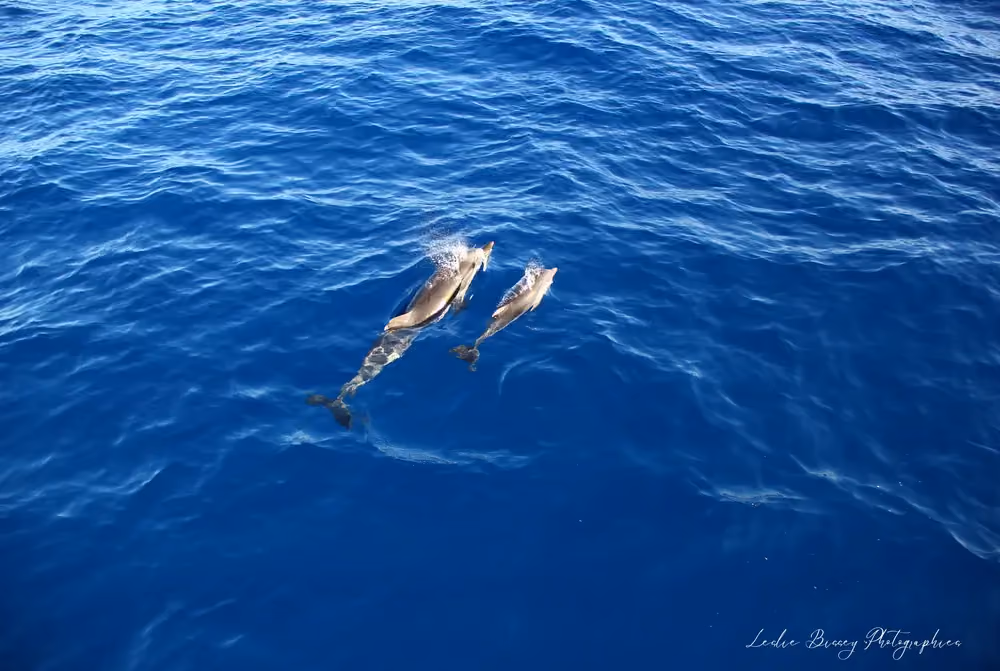 Carte blanche Fondation de la mer