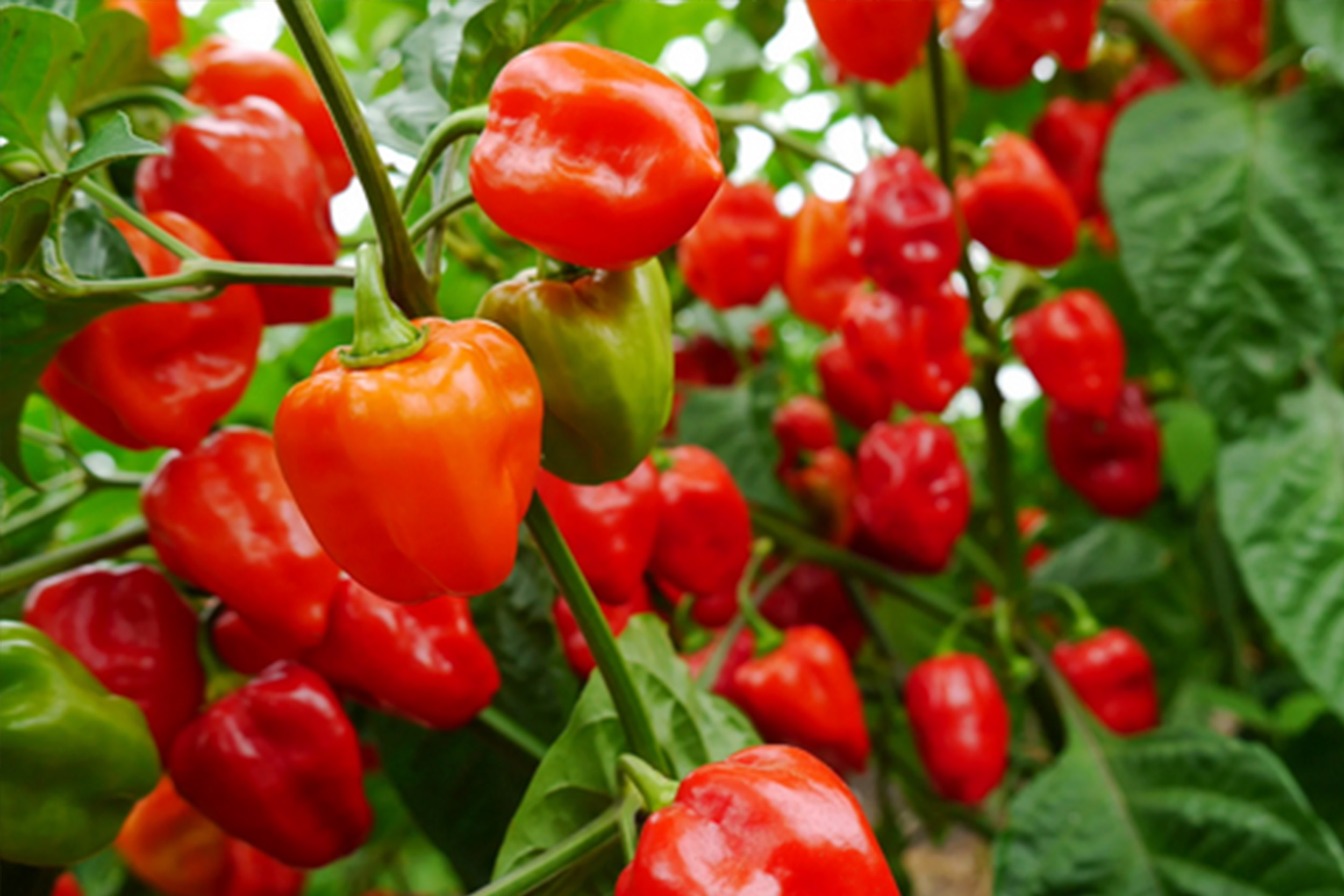 Habanero Peppers