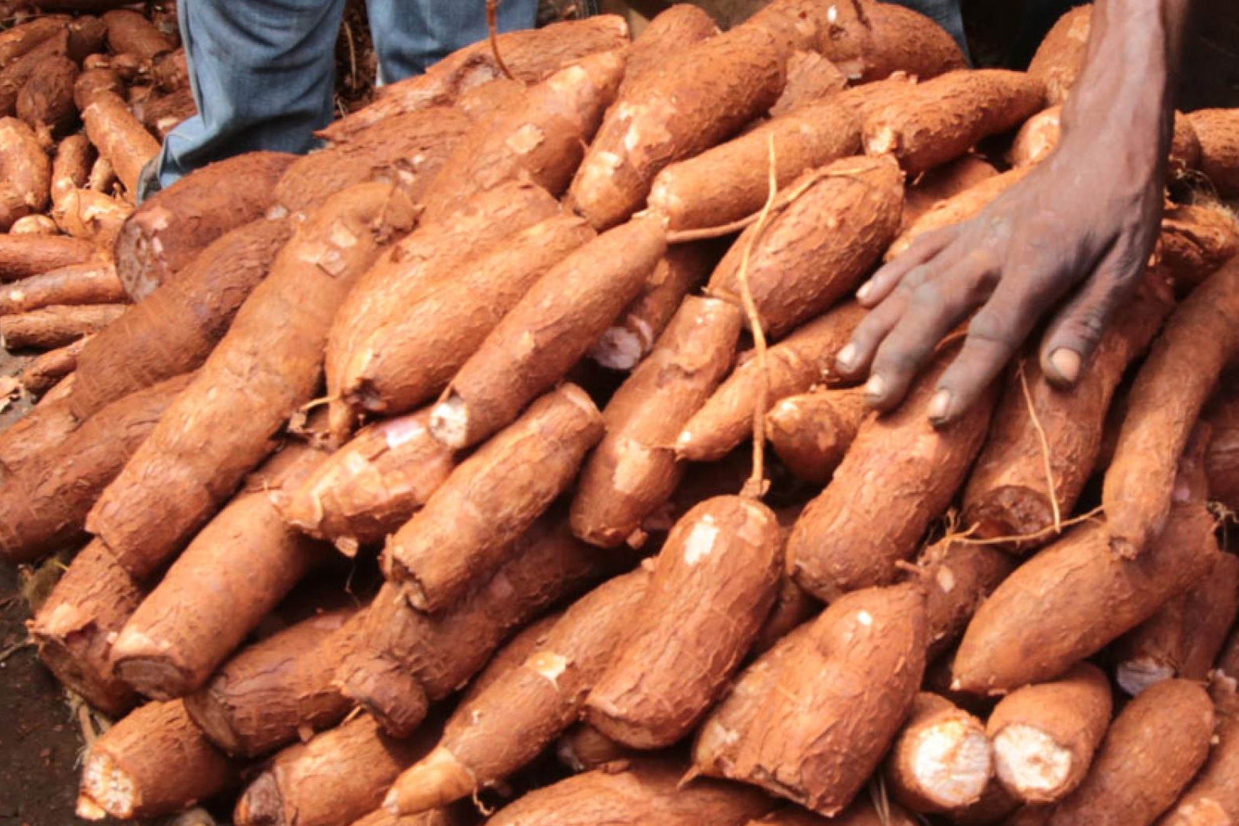 Cassava