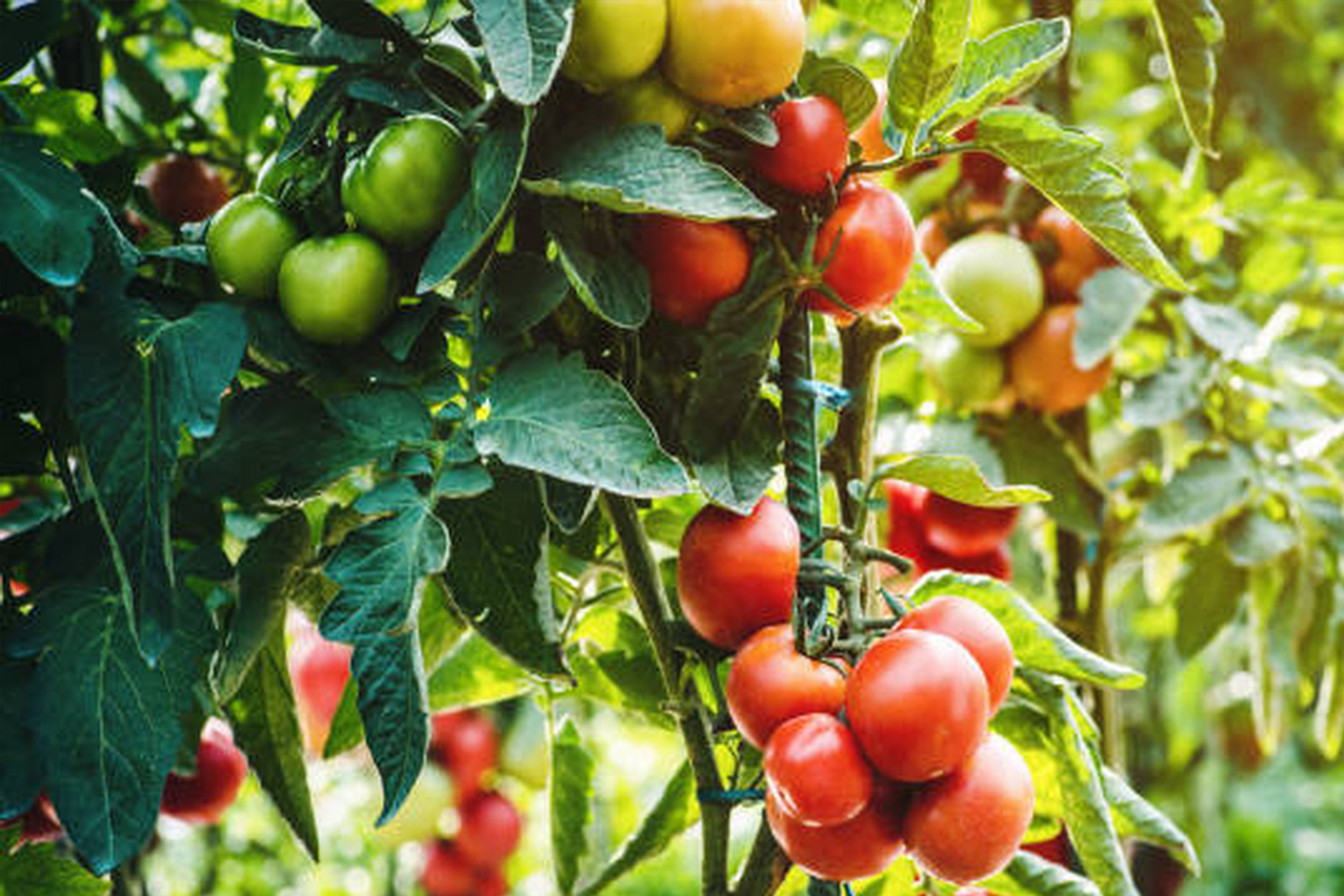 Premium Tomatoes