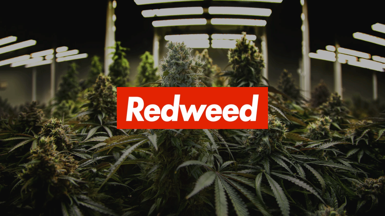 Redweed