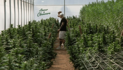 Fondateur d'Amour de Chanvre dans les champs de Cannabis