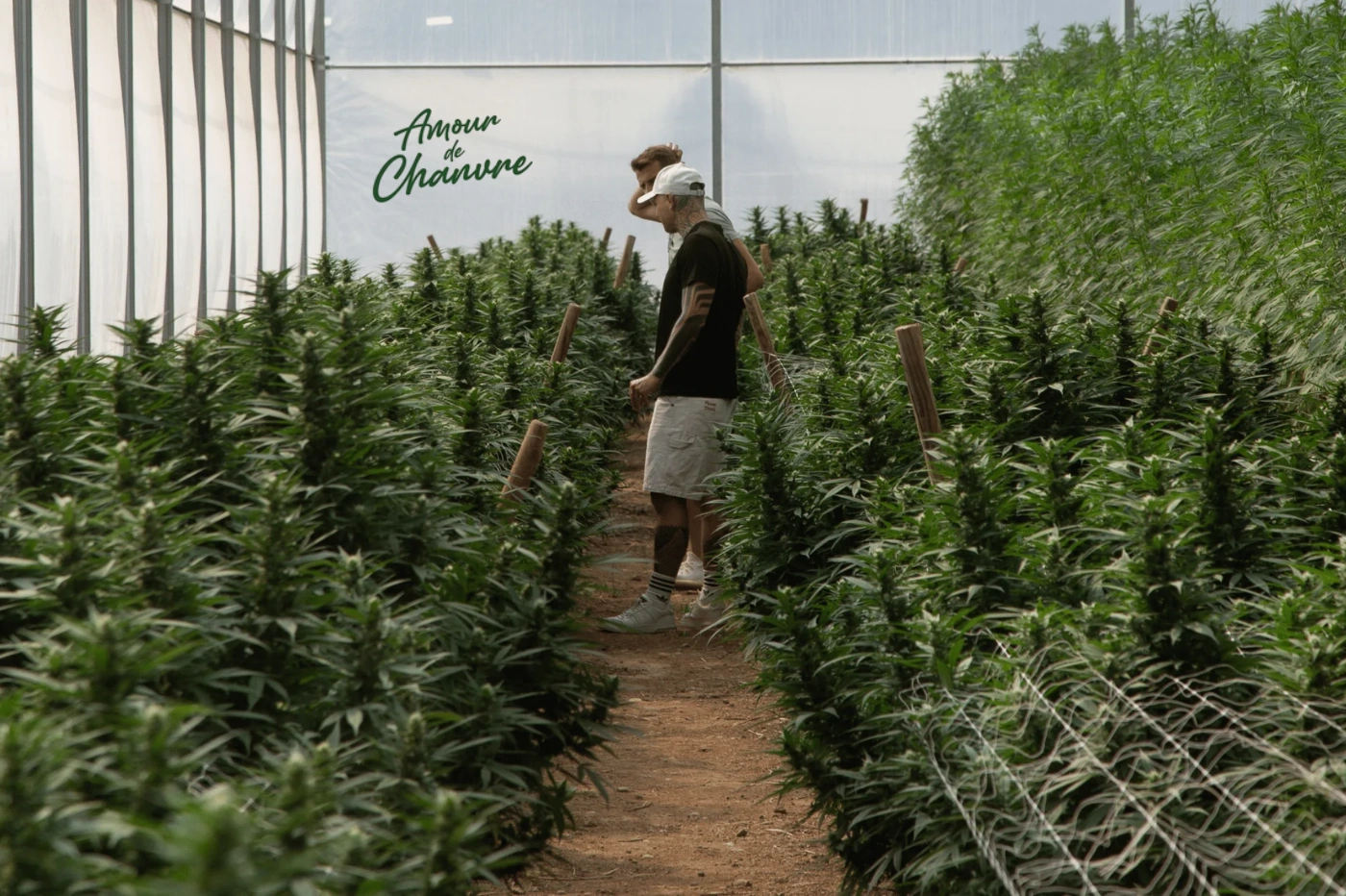 Fondateur d'Amour de Chanvre dans les champs de Cannabis