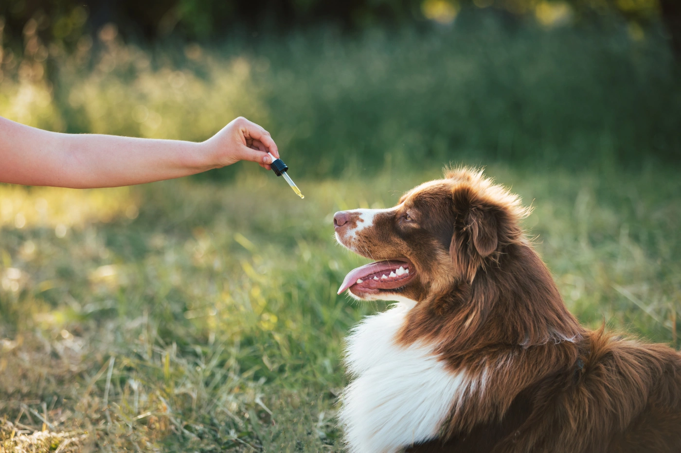 Chien qui prends des huiles de CBD en bouche
