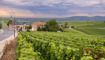 Boutiques de CBD à Epernay