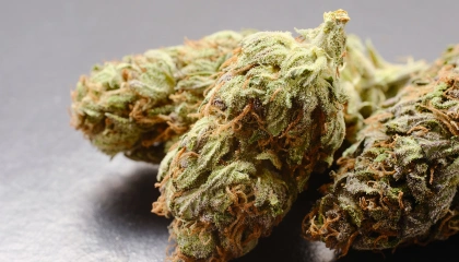 Fleurs de CBD posées sur une table